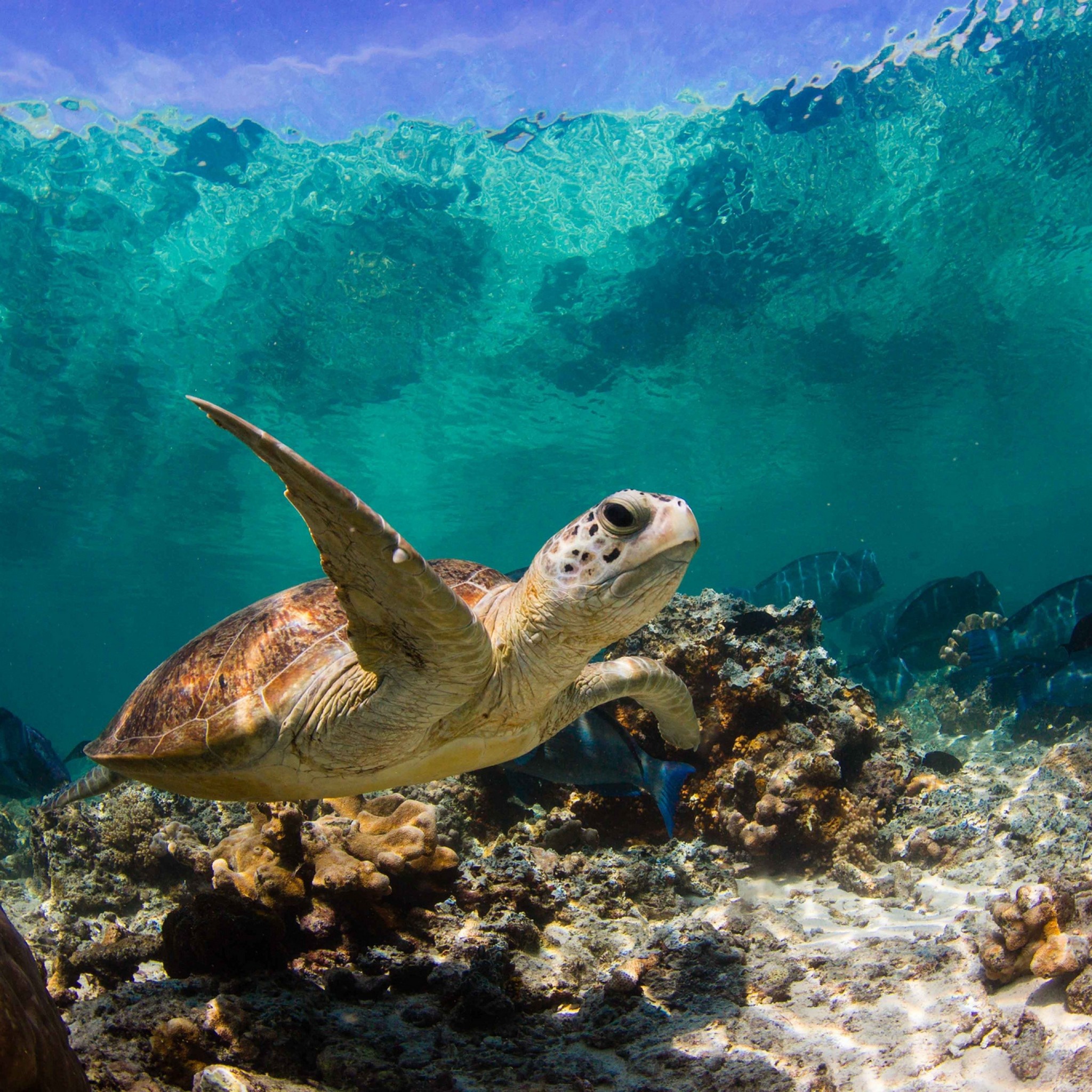 Wallpaper turtle, ocean, water, macro, fish, corals