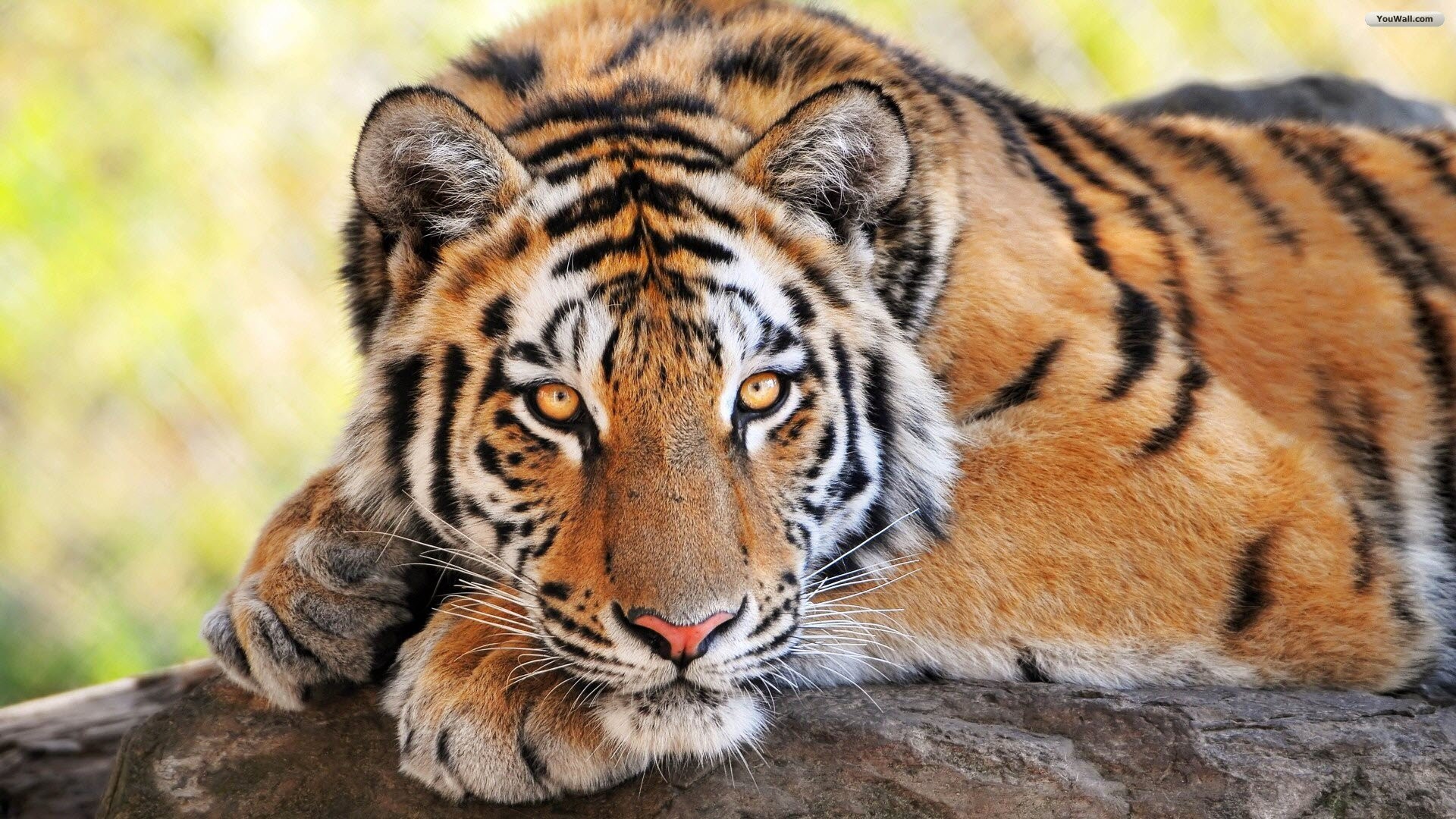 Gorgeous Tiger Wallpaper