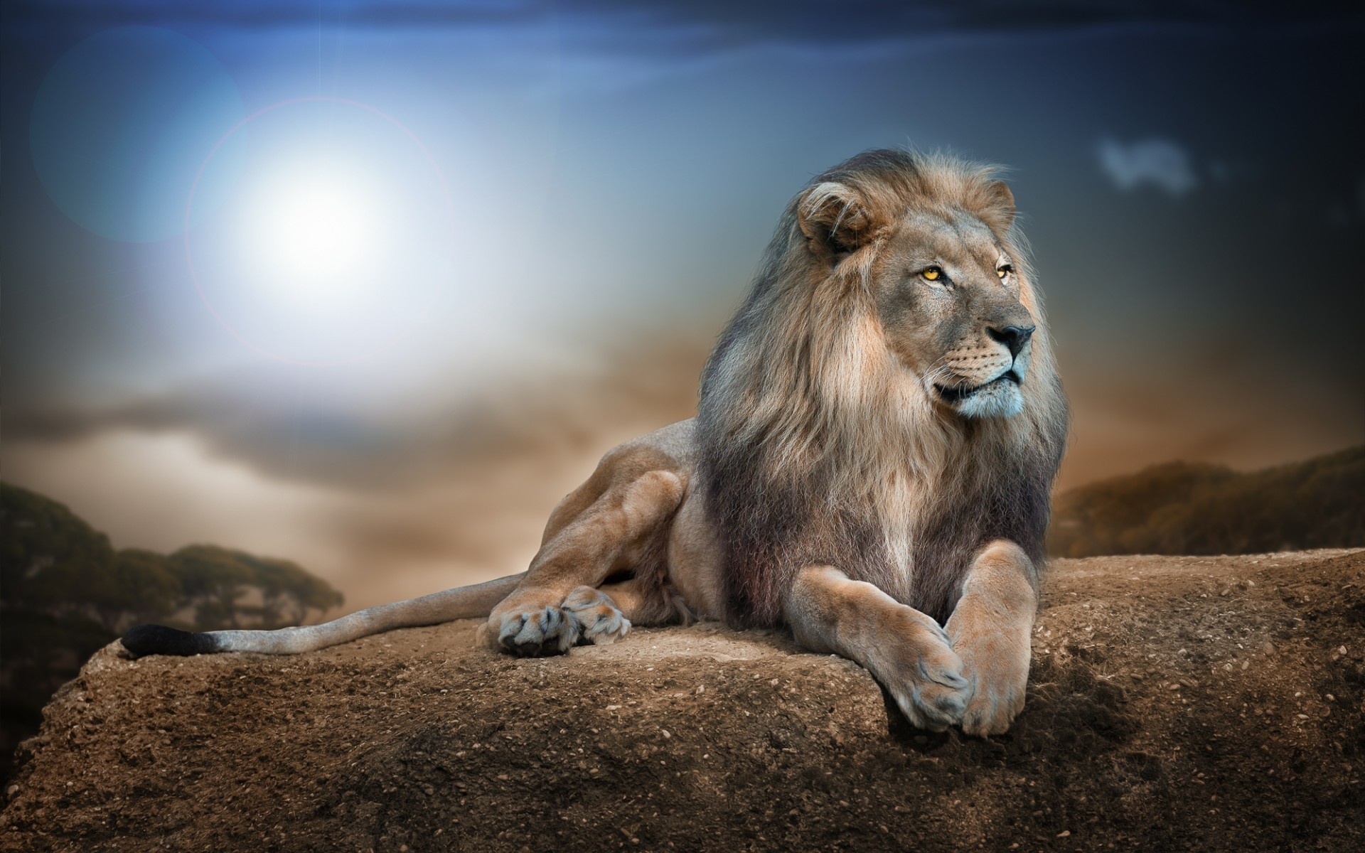 Gorgeous Lion, Fierce, Strong wallpaper