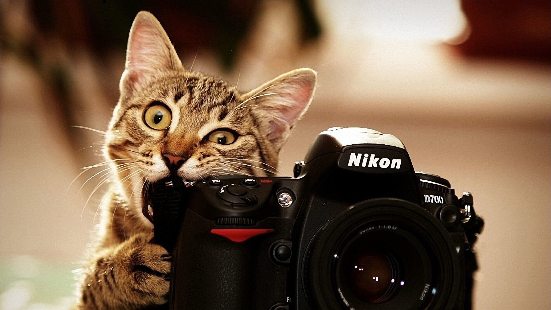 Funny cat eating camera wallpaper