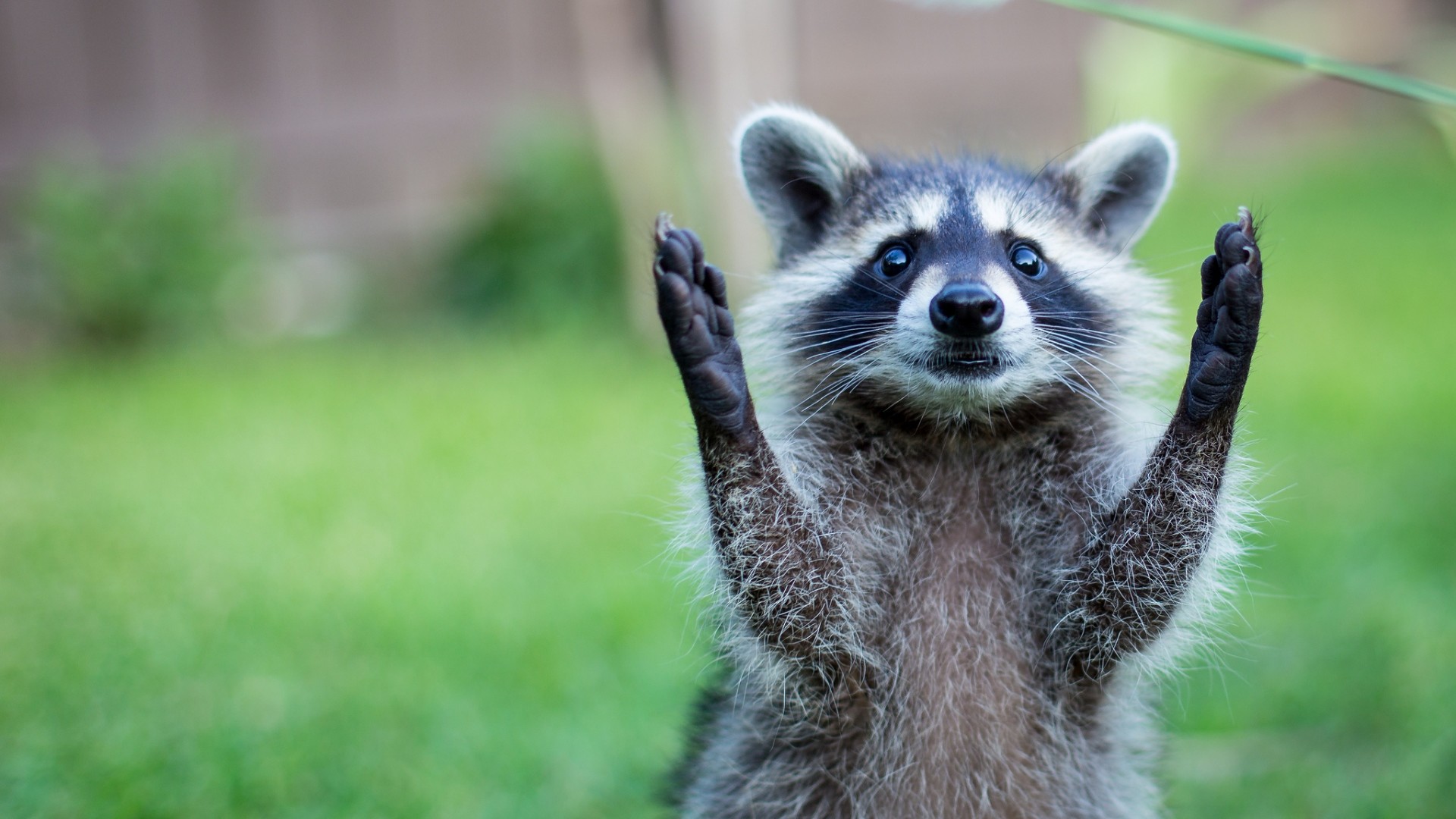 Wallpaper raccoon, paws, animal, funny