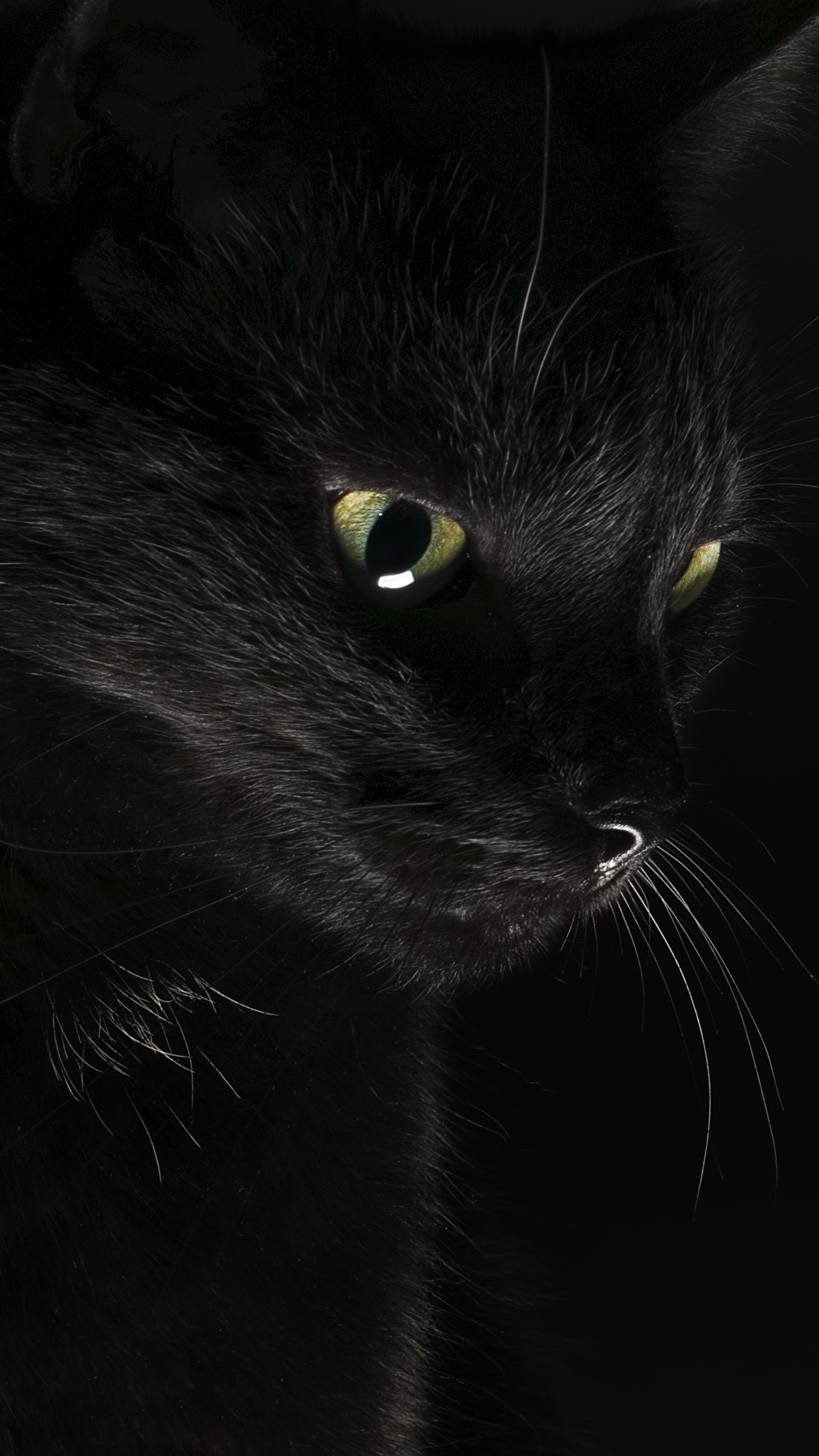 Picture Cats Black Animals Black background 1440×2560