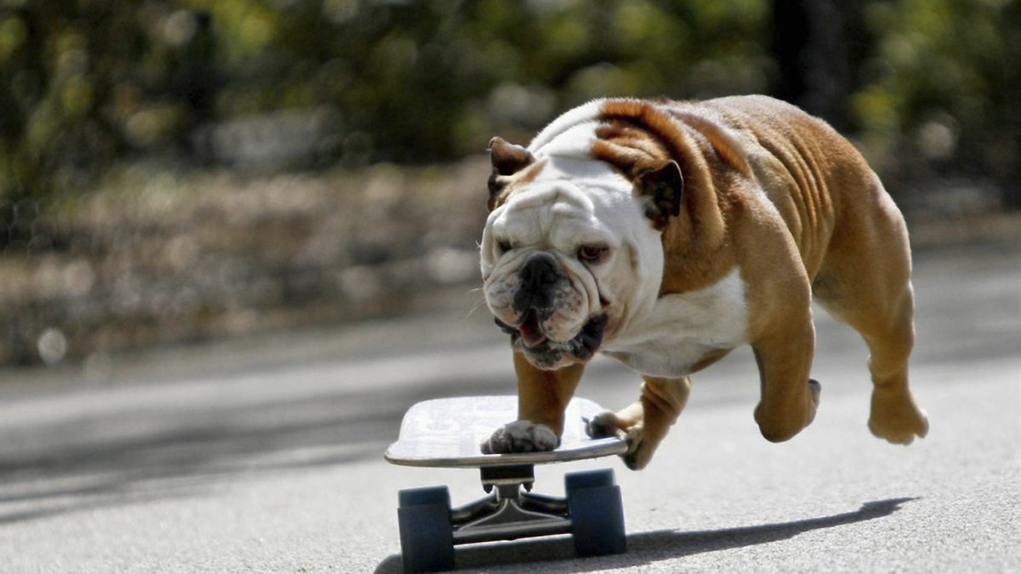 Preview wallpaper dog, bulldog, skate 2048×1152