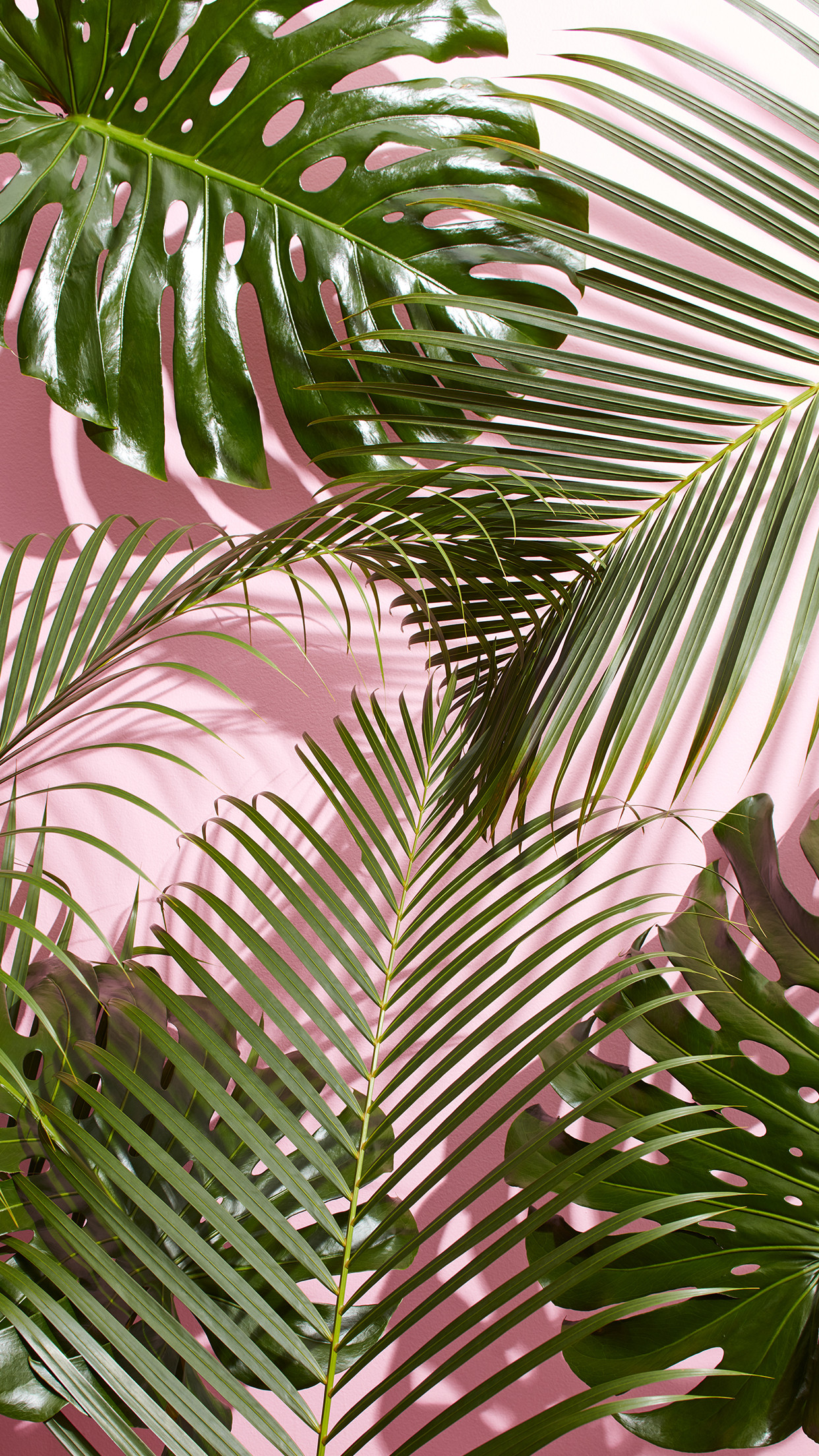 West elm – Tropical Leaves Desktop and Mobile Wallpaper Download – Palm and Monstera