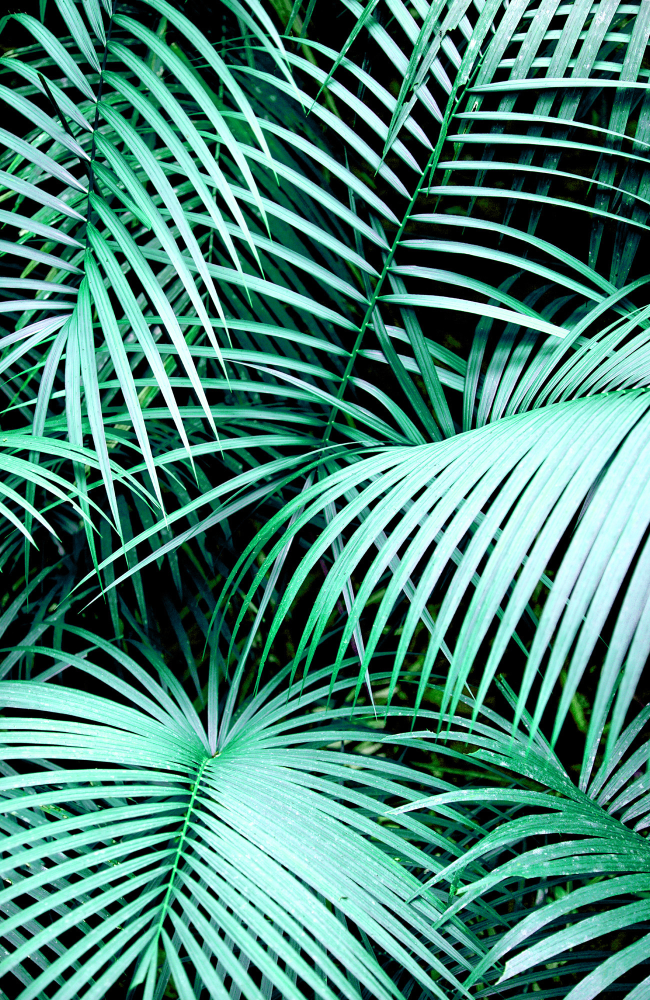 Palms Art Print by Karen Hofstetter