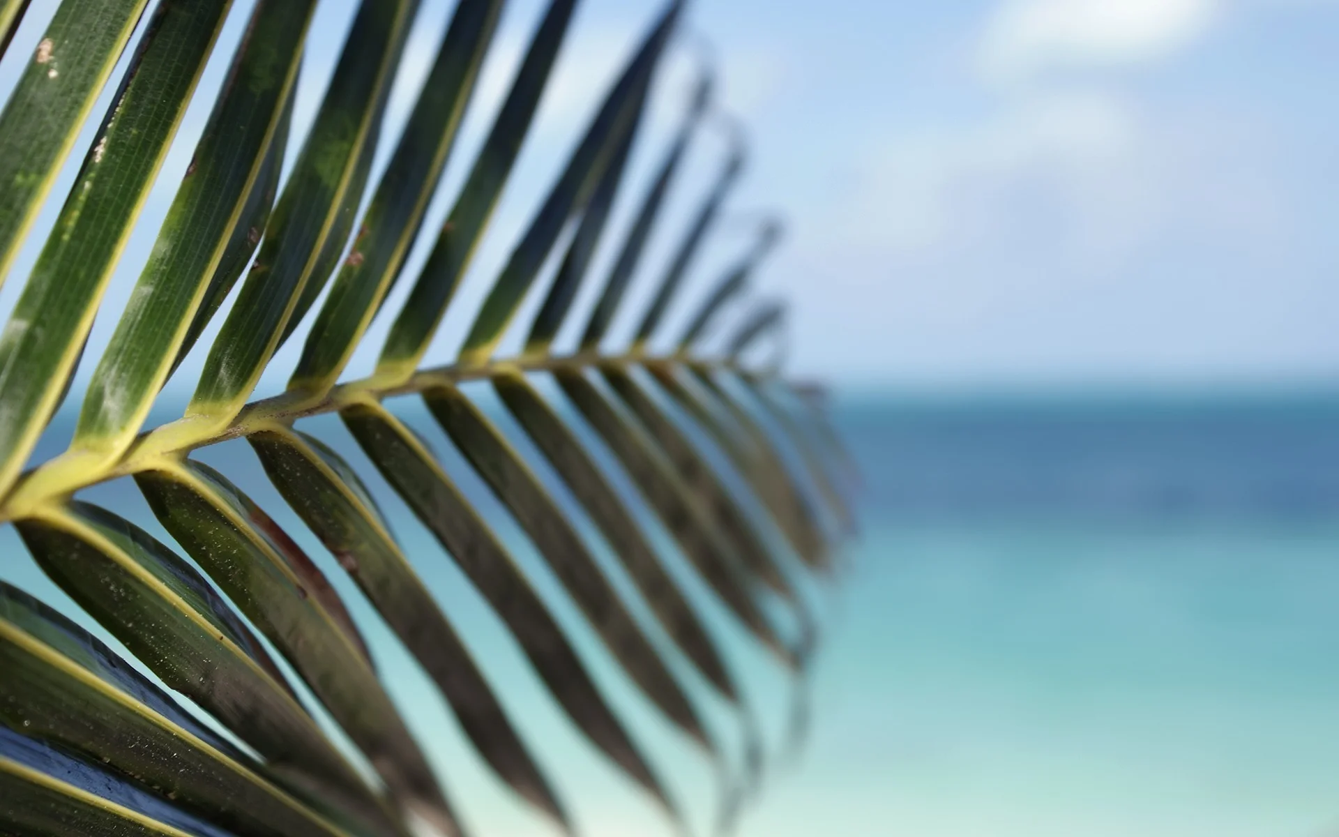 Water leaf beach tropical palm trees depth of field sea wallpaper