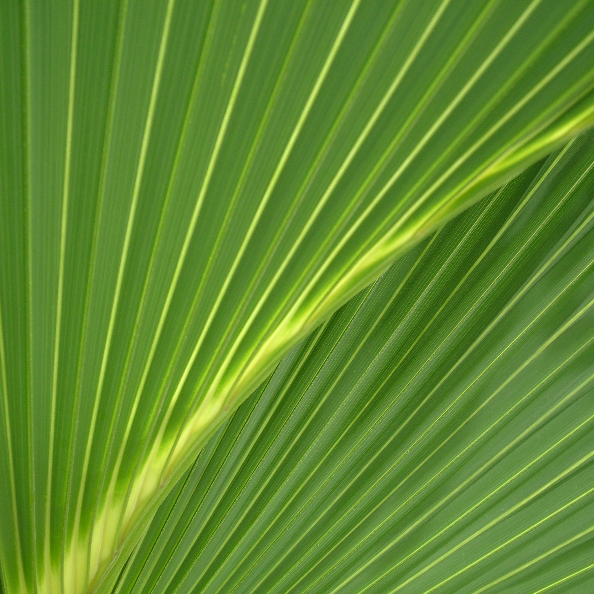 Riv – palm leaf texture ipad wallpaper