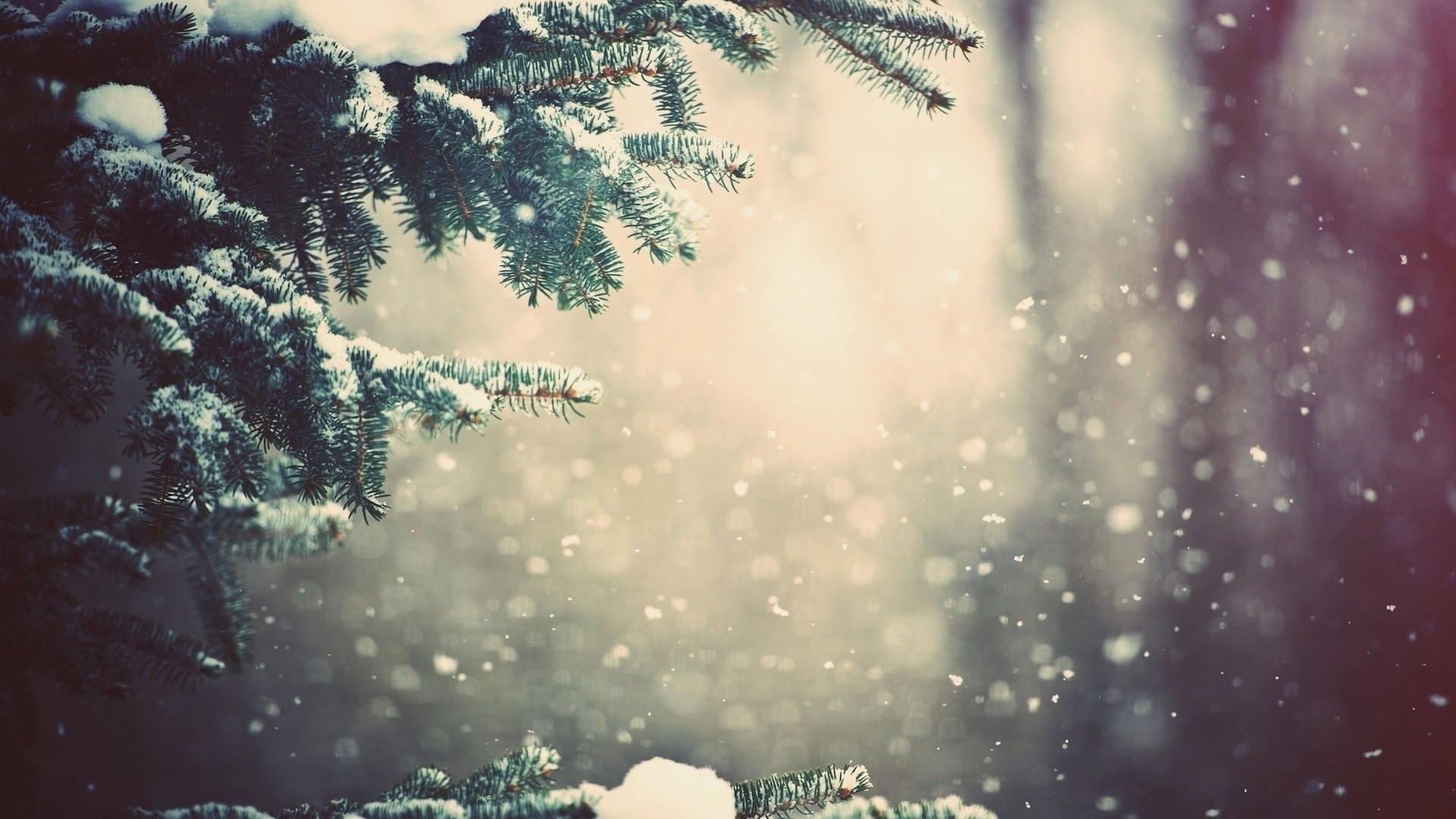 Preview wallpaper winter, spruce, branches, snow, glare 1920×1080
