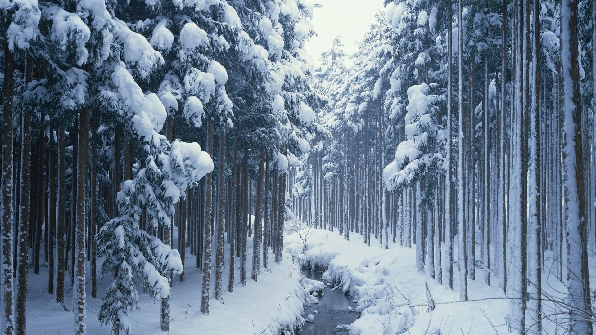 Funny wallpapers and Backgrounds for Desktop forest stream winter wallpaper