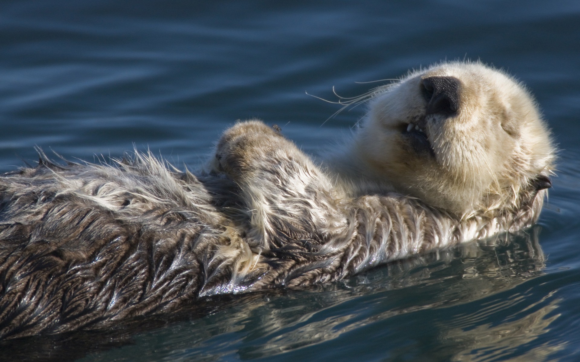 Southern sea otters  Wallpapers  Monterey Bay Aquarium