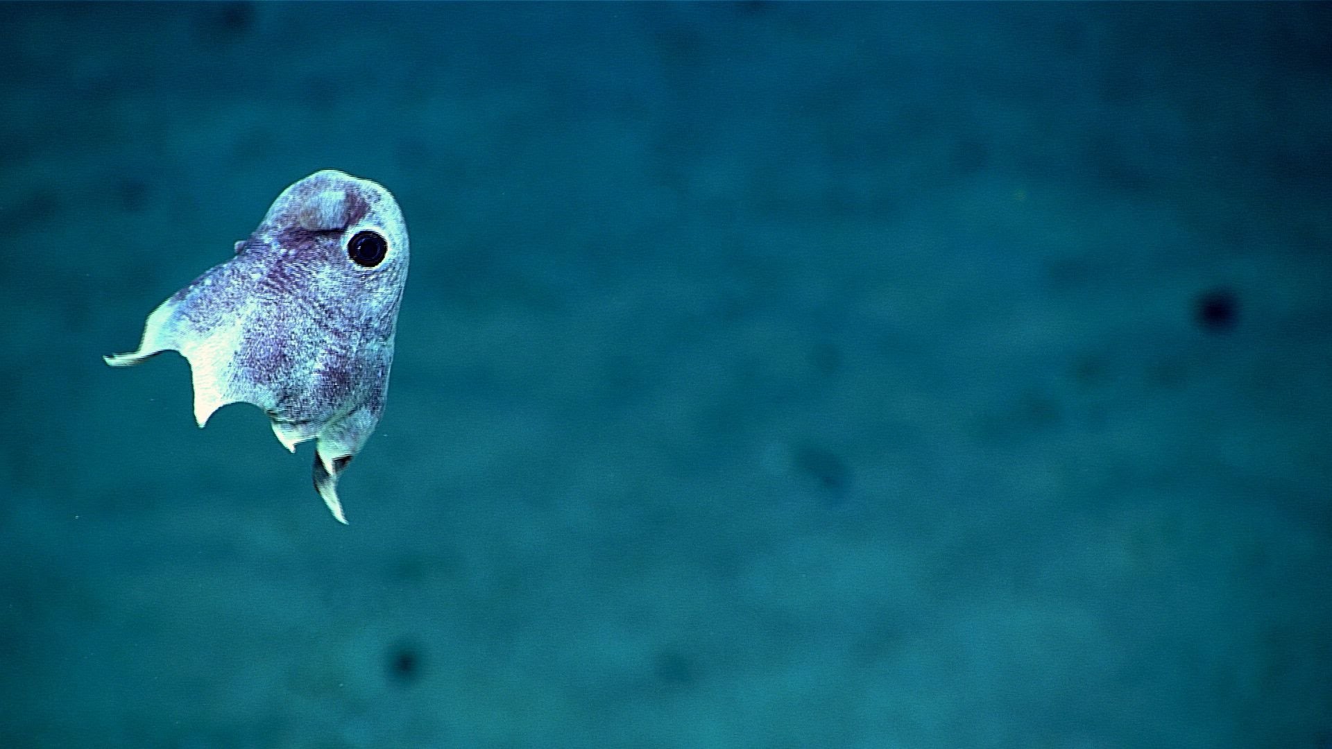 Scientists just captured stunning images of deep sea creatures – YouTube