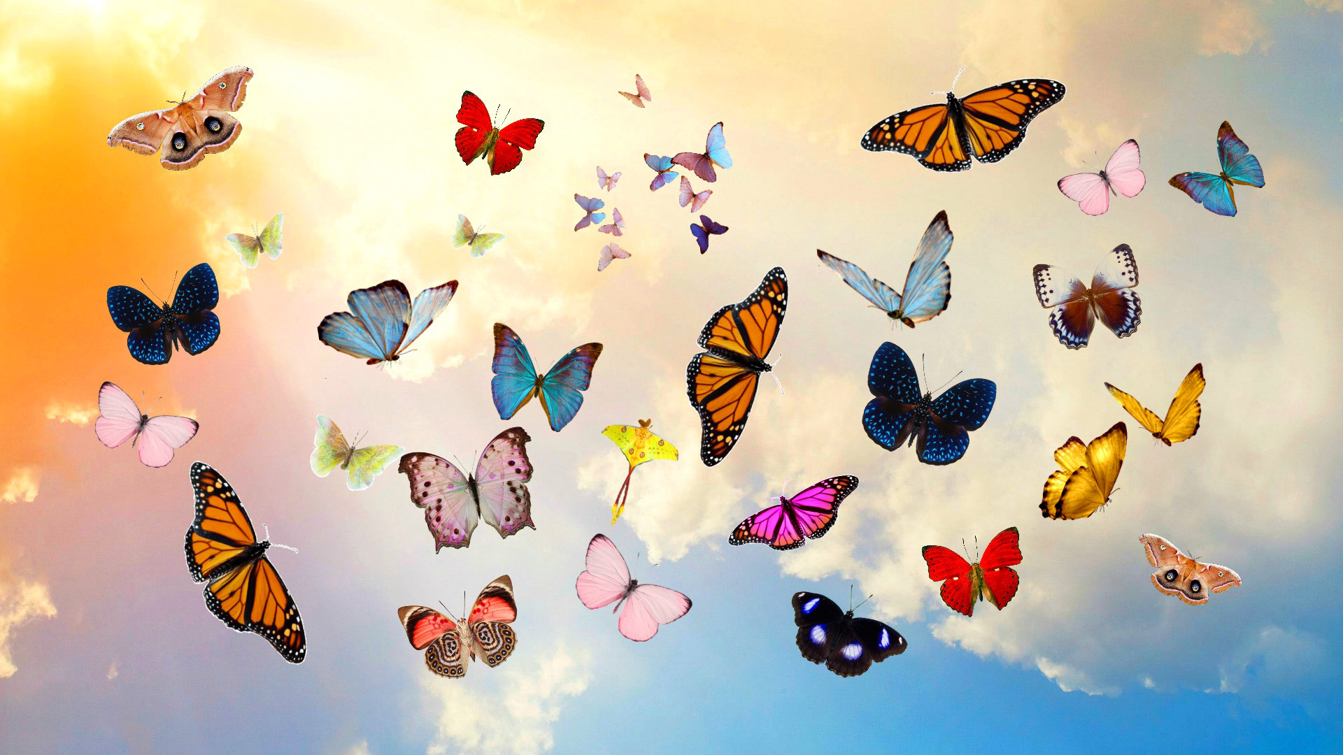 Preview wallpaper butterfly, sky, collage, photoshop 1920×1080