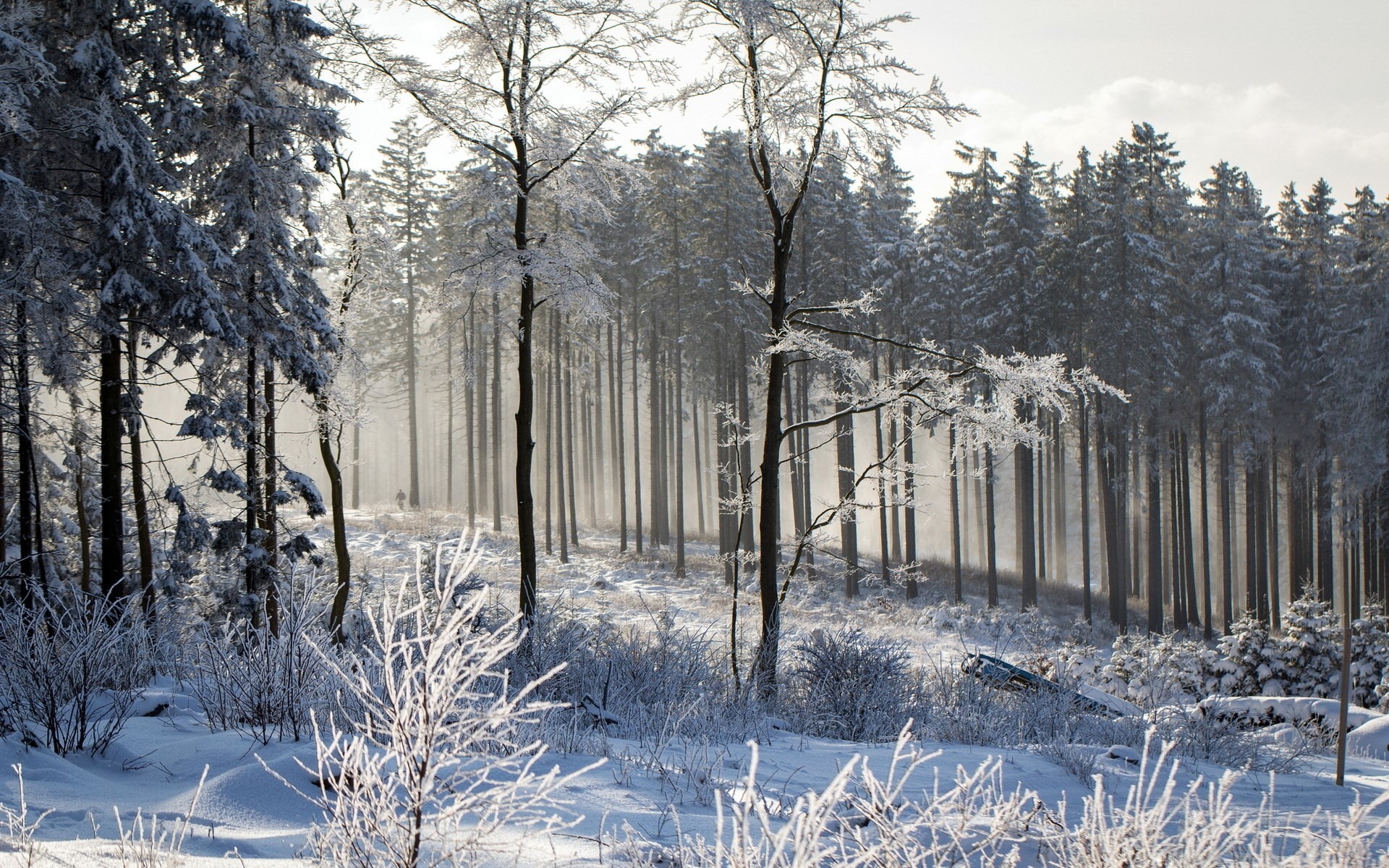 Winter theme background images, 853 kB – Bronson Kingsman