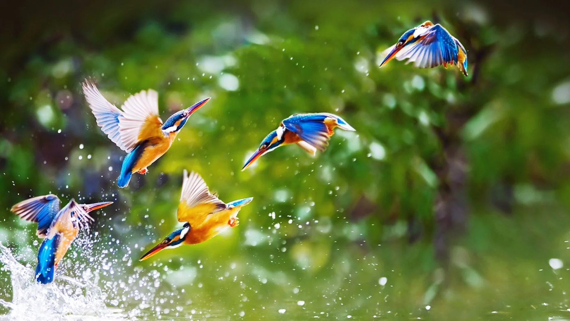 Awesome Birds in Rain Wallpapers HD Pictures