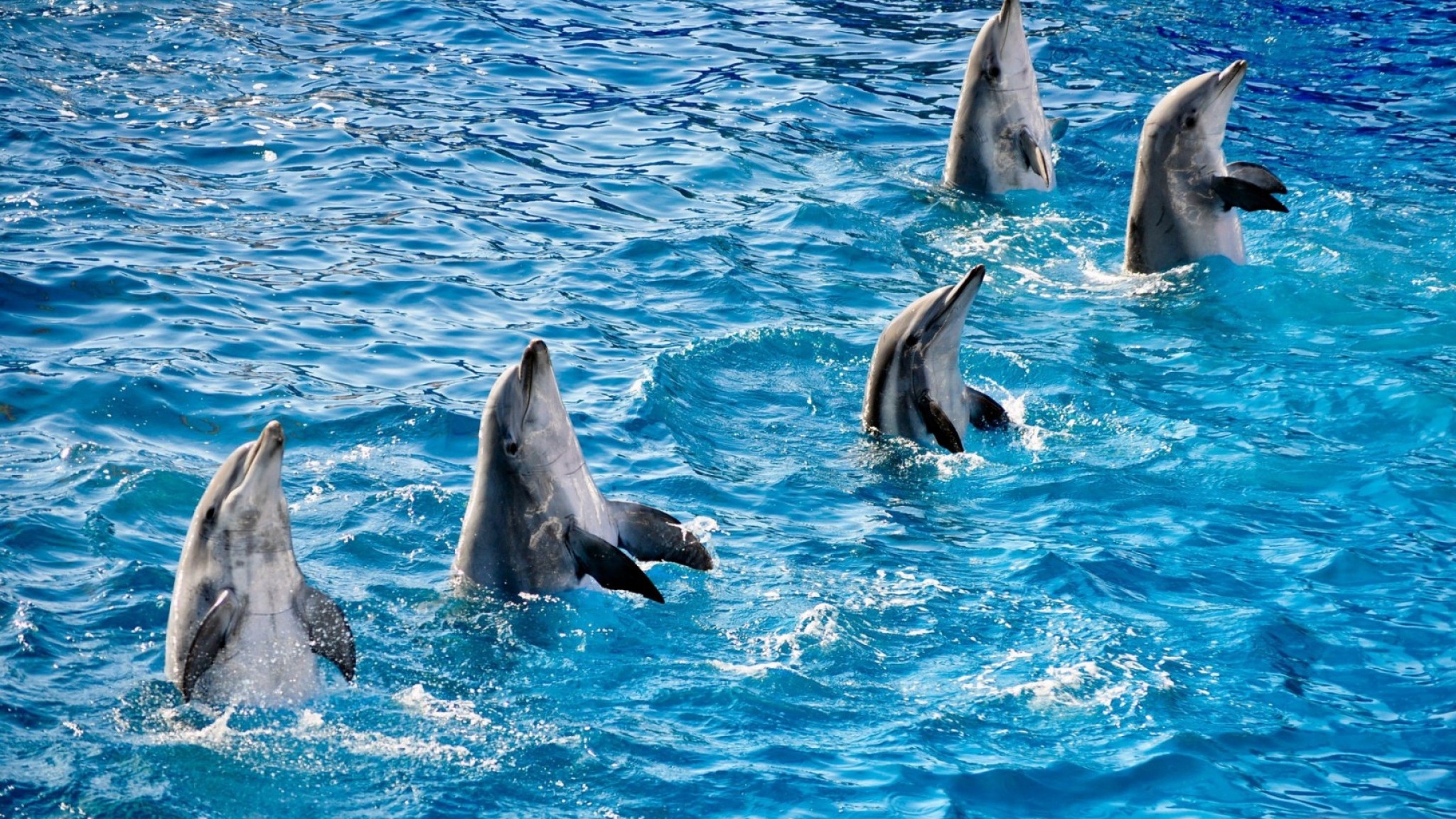 Wallpaper pool, water, ripples, dolphins, fin, five