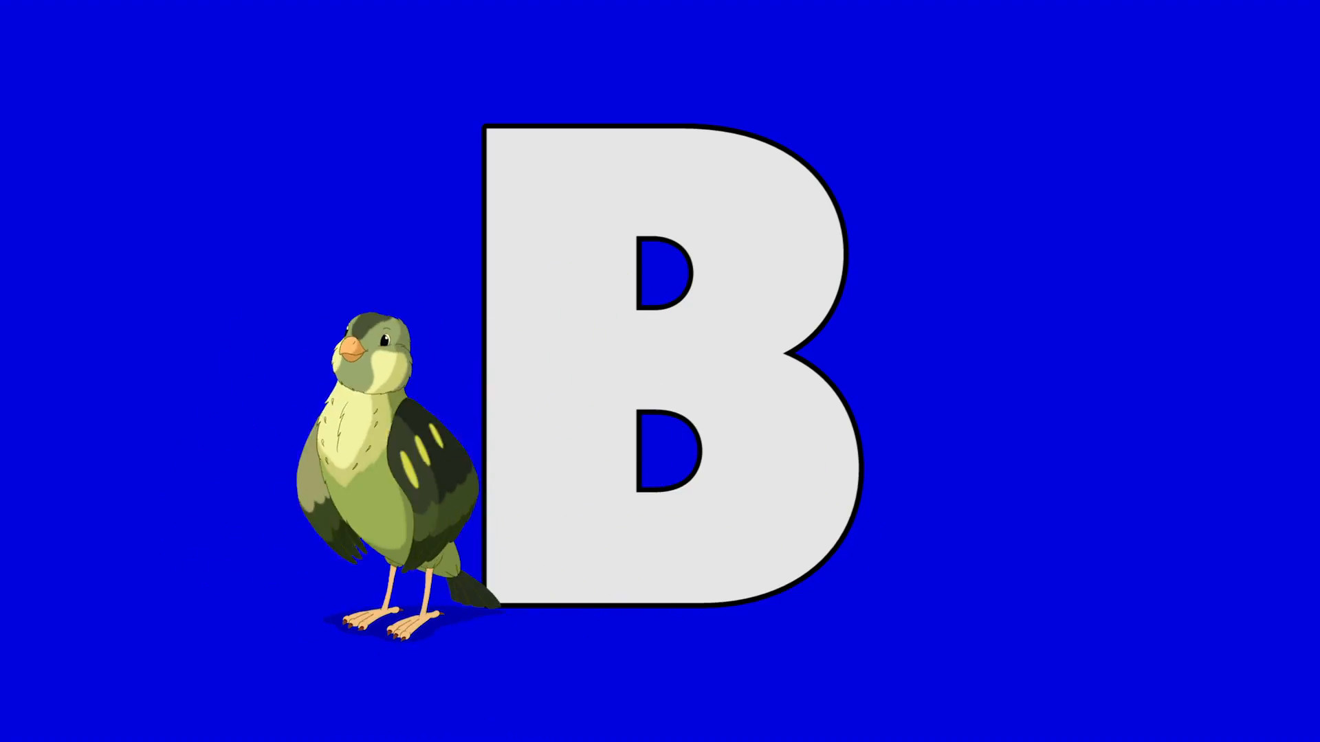 Letter B and Bird foreground Animated animal alphabet. Motion graphic with chroma key. Animal in a foreground of a letter