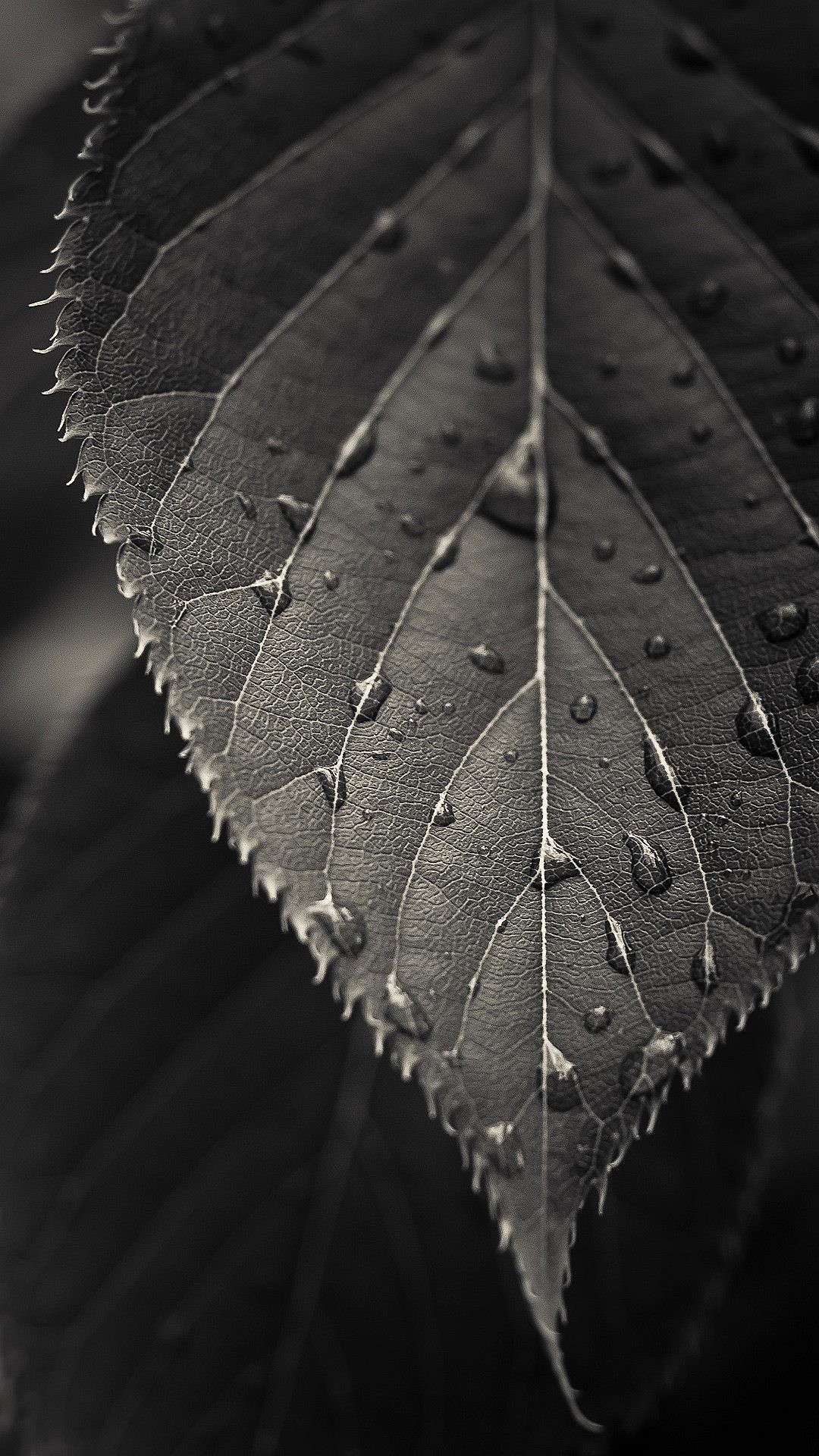 Nature iPhone 6 Plus Wallpapers – Black And White Close-up Leaf Dew Drops  iPhone 6 Plus HD Wallpaper