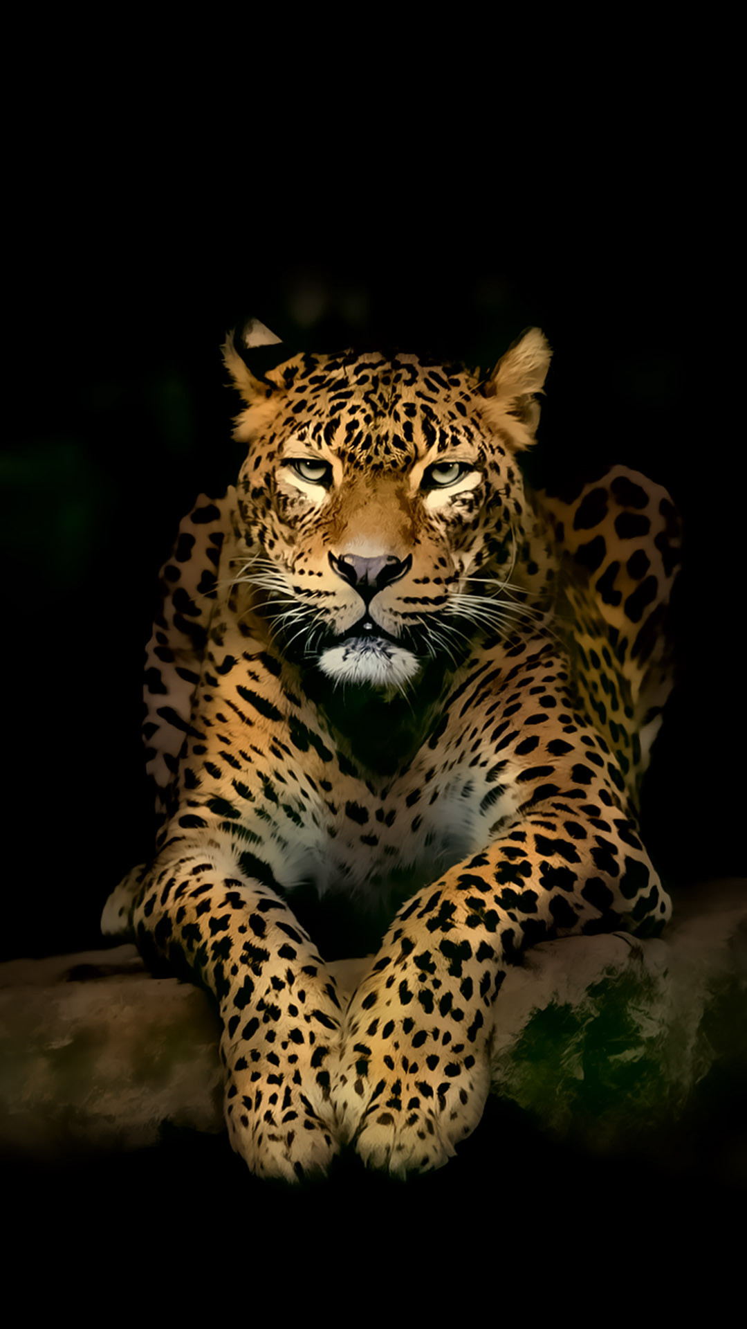 Leopard iPhone 4k ultra HD Wallpapers HD Wallpapers