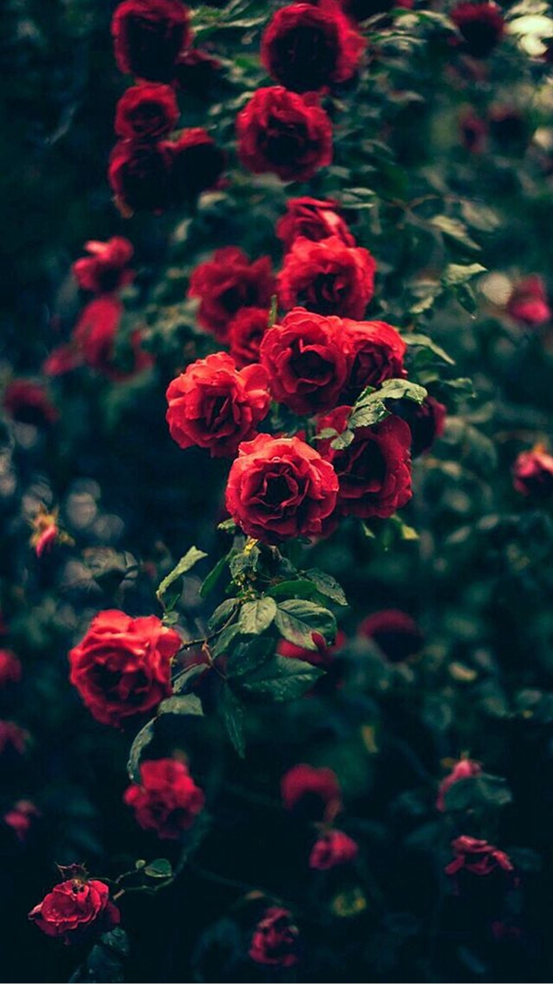 Beautiful Garden Red Roses Flowers #iPhone #plus #wallpaper