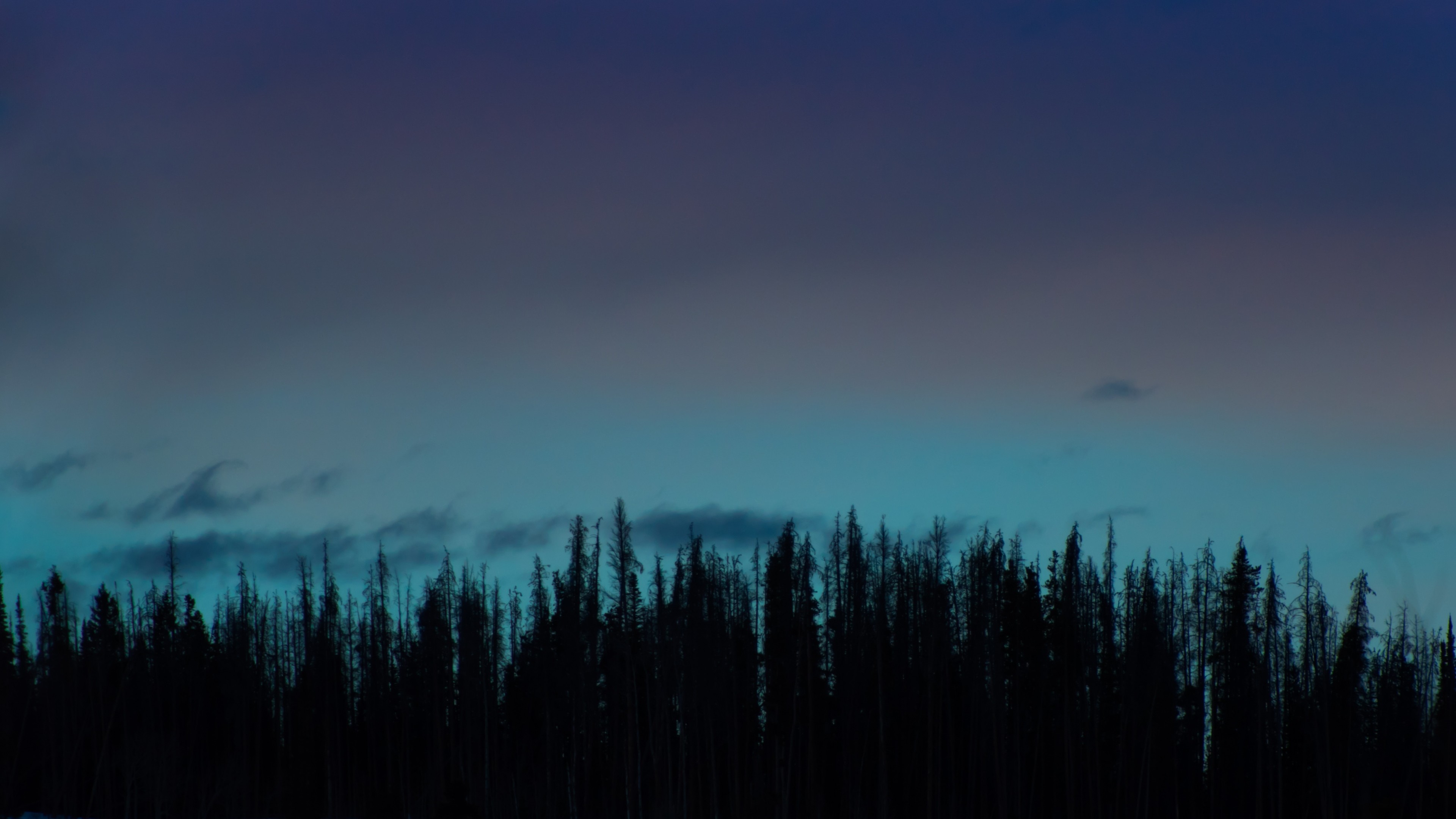 Wallpaper trees, night, sky