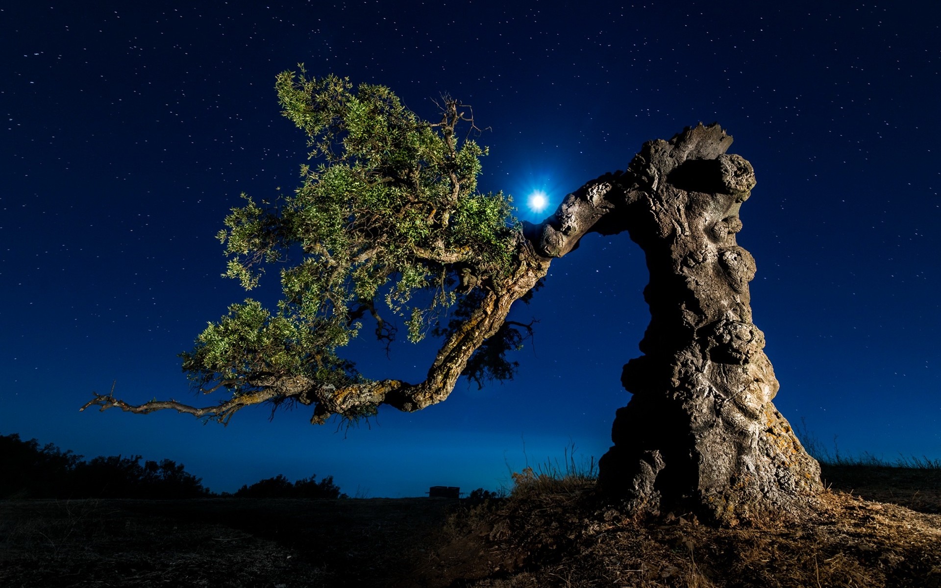 Twisted Tree Starry Night wallpapers and stock photos