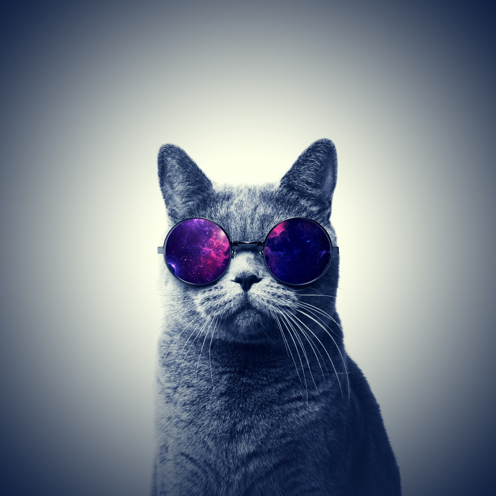 #cat#galaxy#glasses