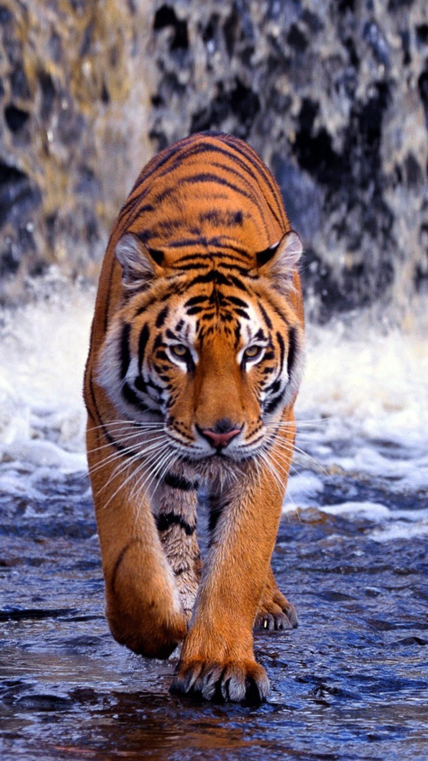 Wallpaper tiger, waterfall, walk, thin,