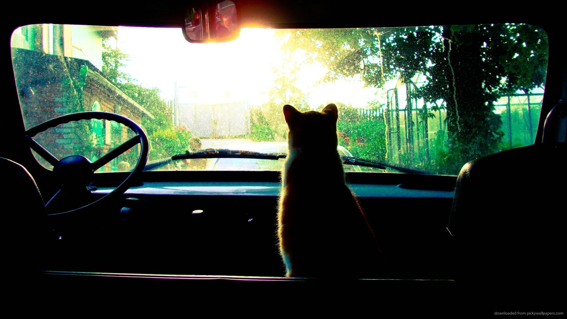 Cat in an old car picture