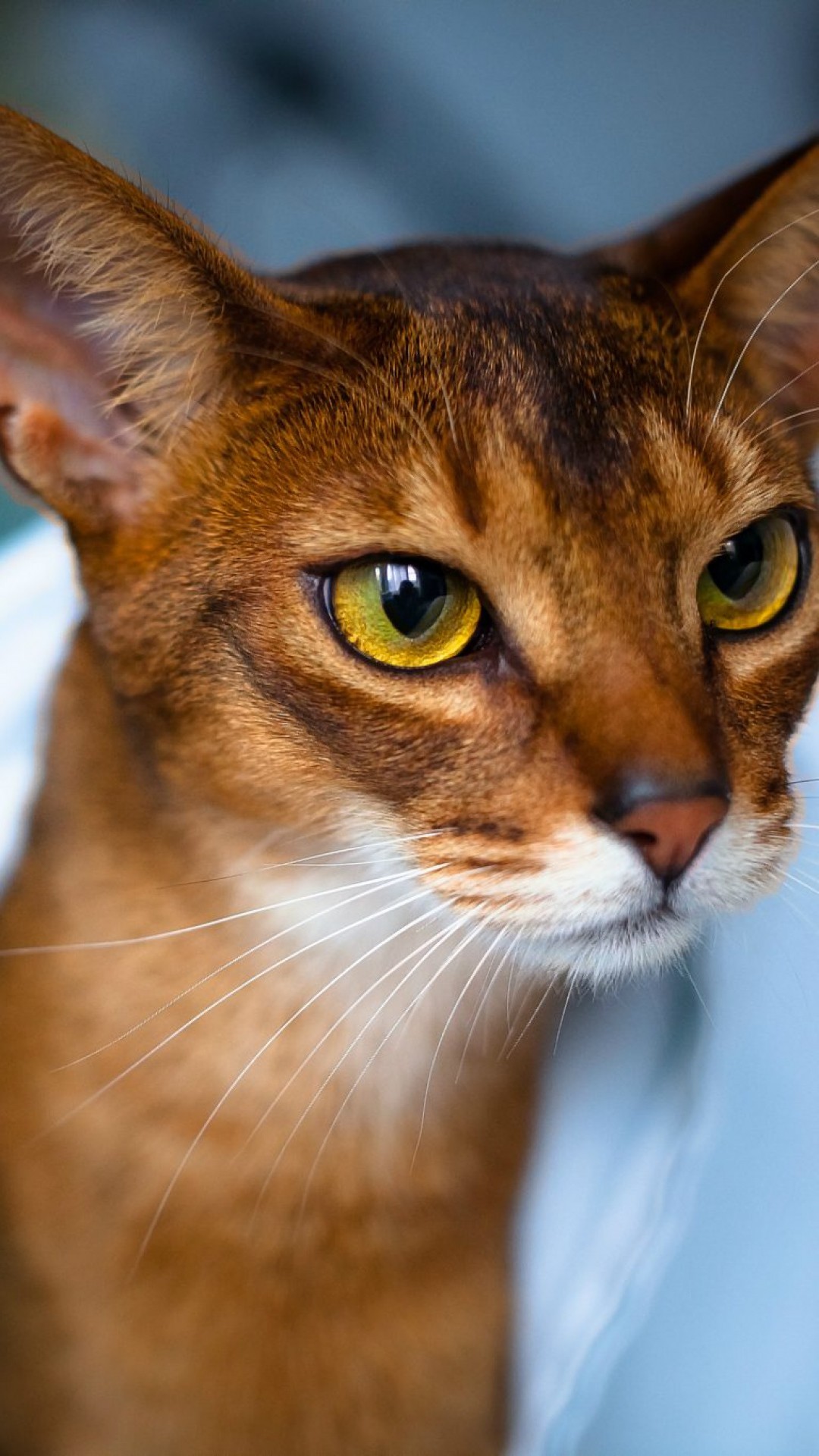 Wallpaper abyssinian cat, face, eyes, beautiful, cat