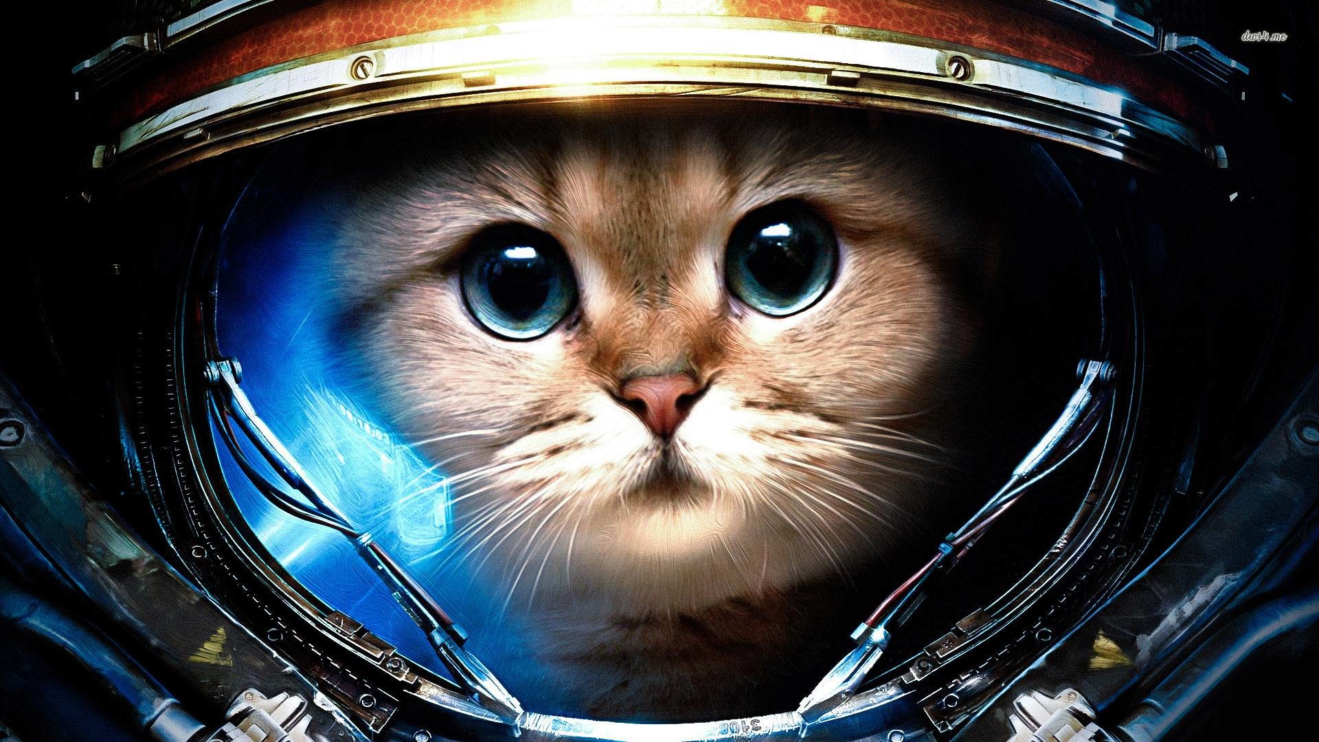 SPACE CAT, He is going to be the first cat to walk on the moon