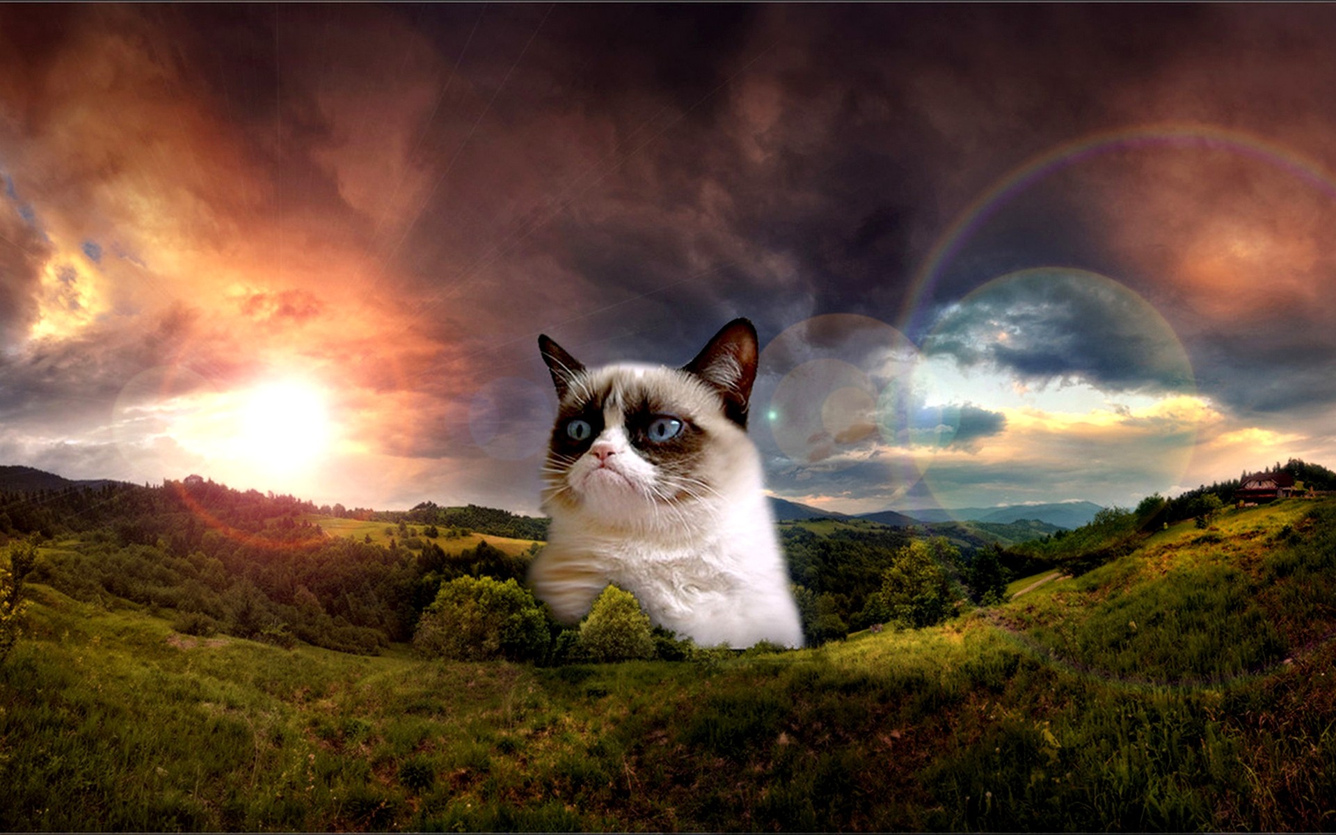 Grumpy Cat. Grumpy Cat No Wallpaper