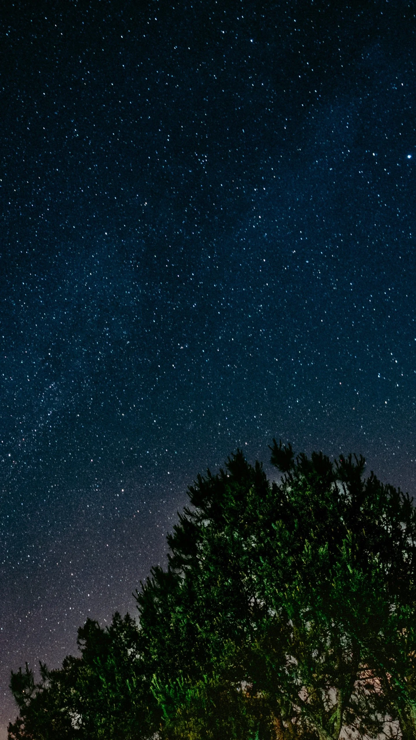 Wallpaper starry sky, tree, night