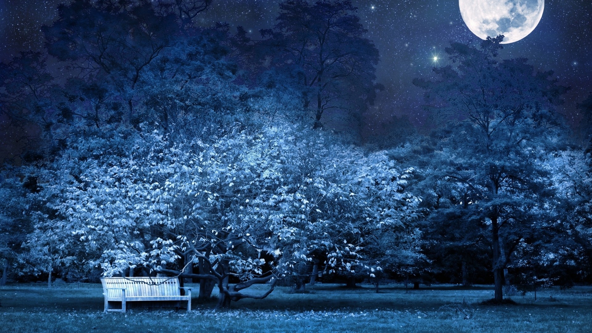 Preview wallpaper night, bench, park, trees, stars, full moon, sky
