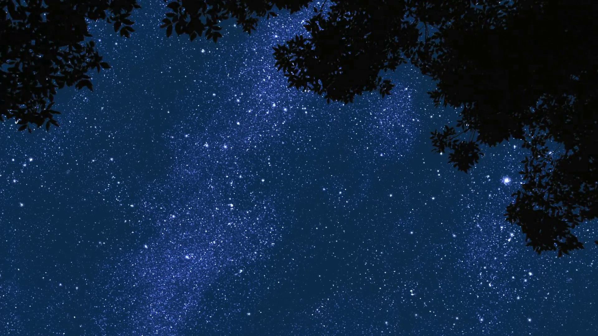 Time lapse of stars moving across the sky in front of tree branches blowing in the wind animated stars with real tree footage Motion Background –