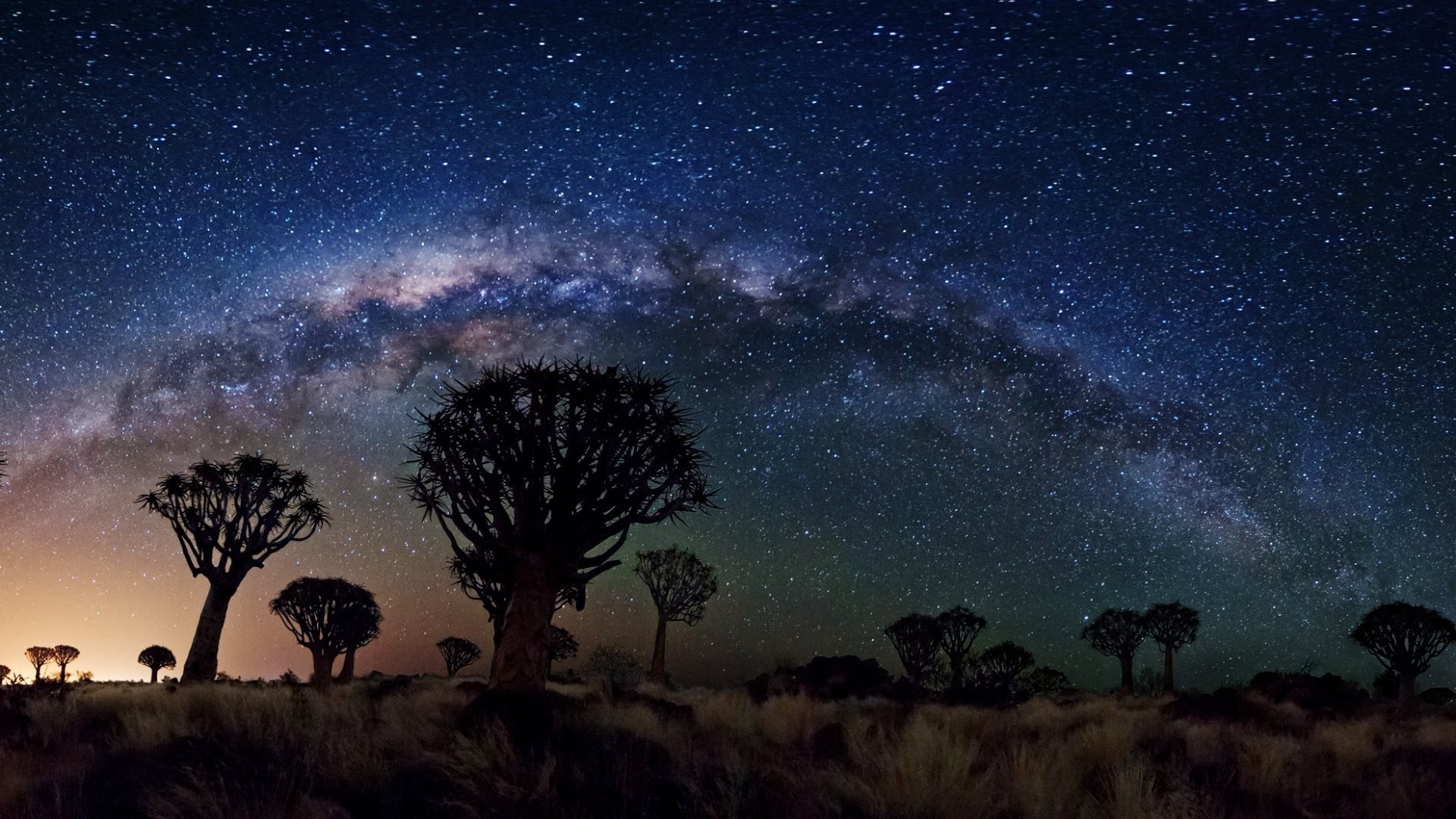 Milky Way Over Quiver Tree Forest