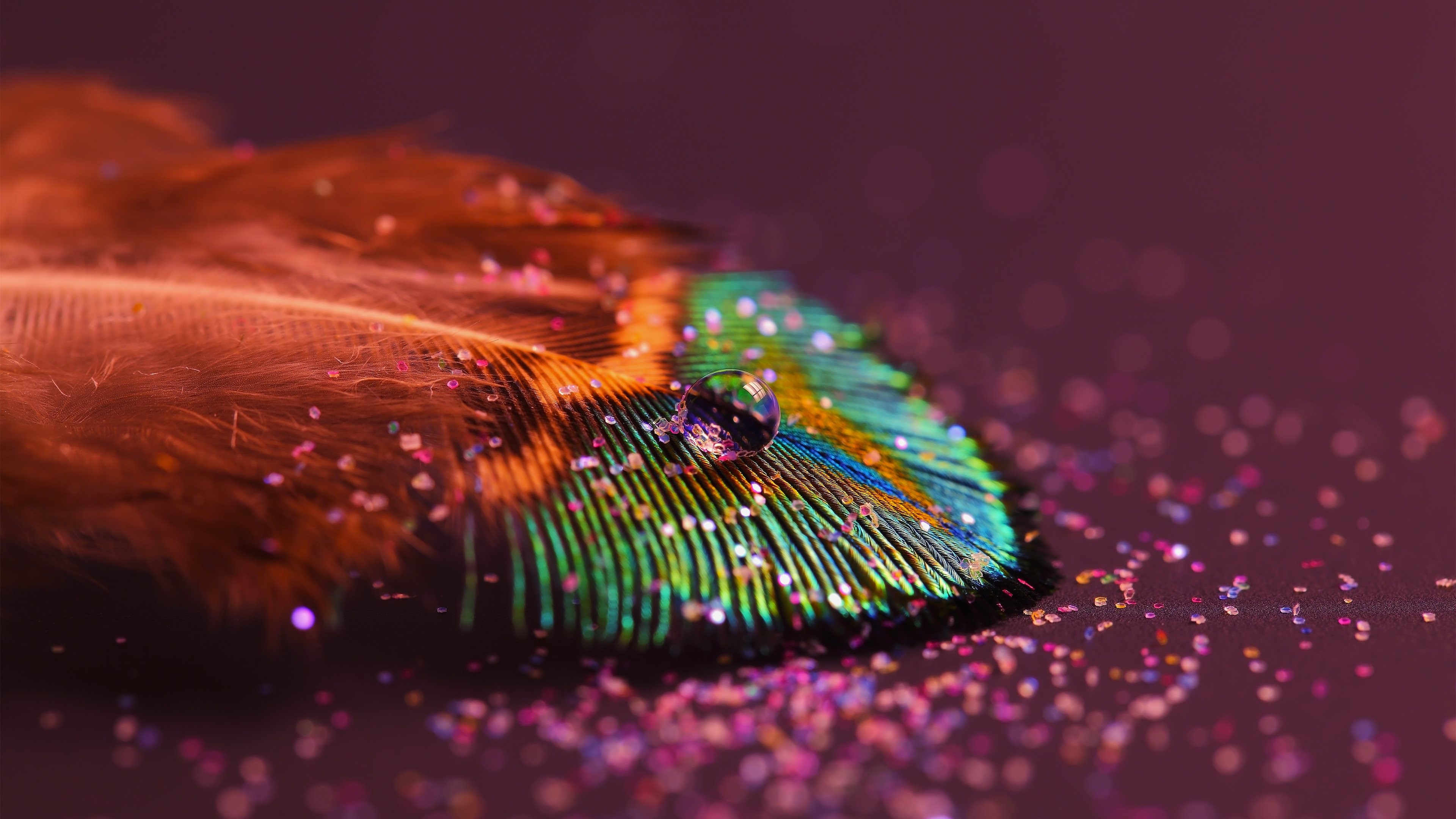 Wallpaper: Peacock feather, water drop, glitter