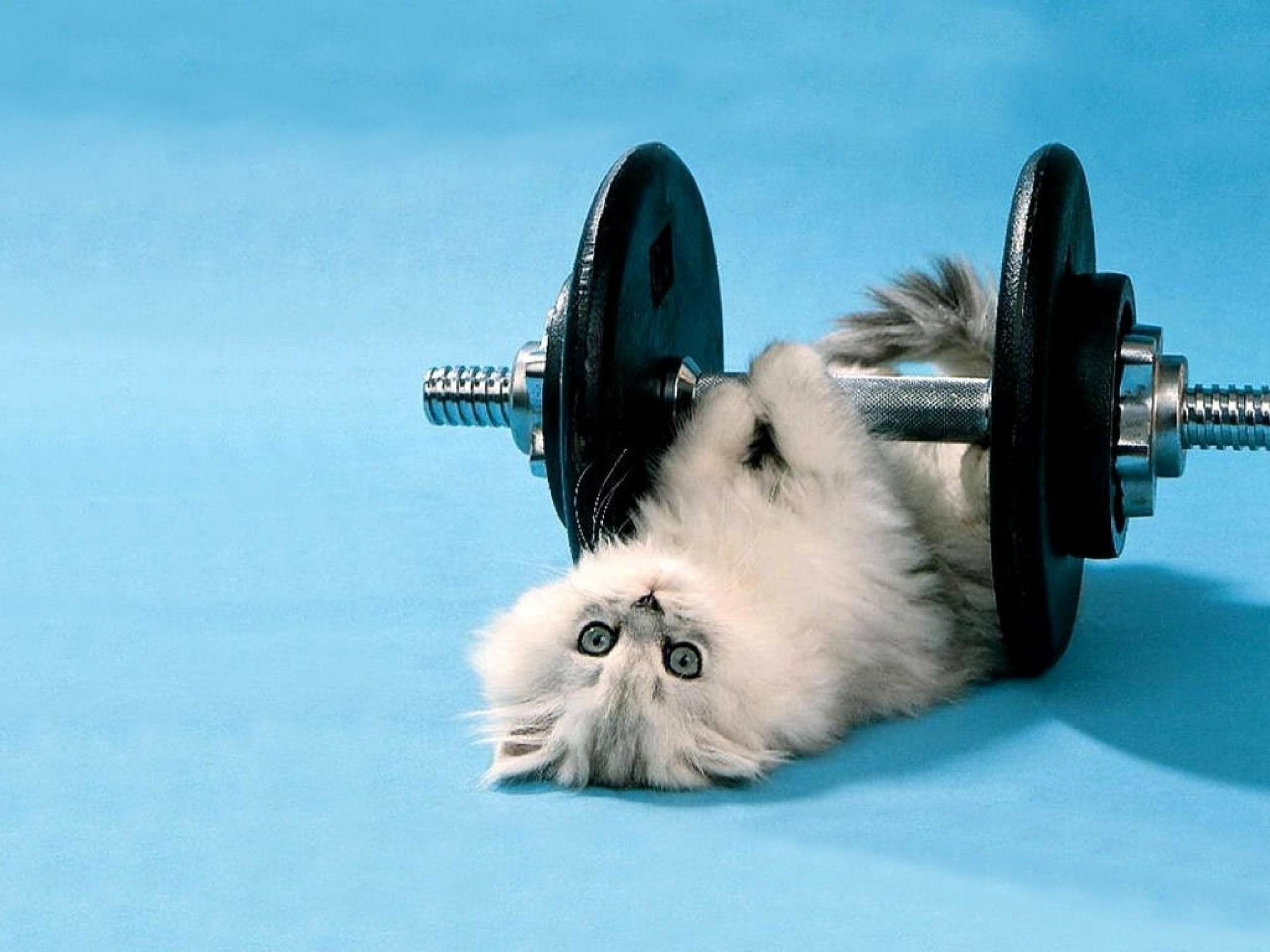 Funny kitten lifting weights wallpaper thumb