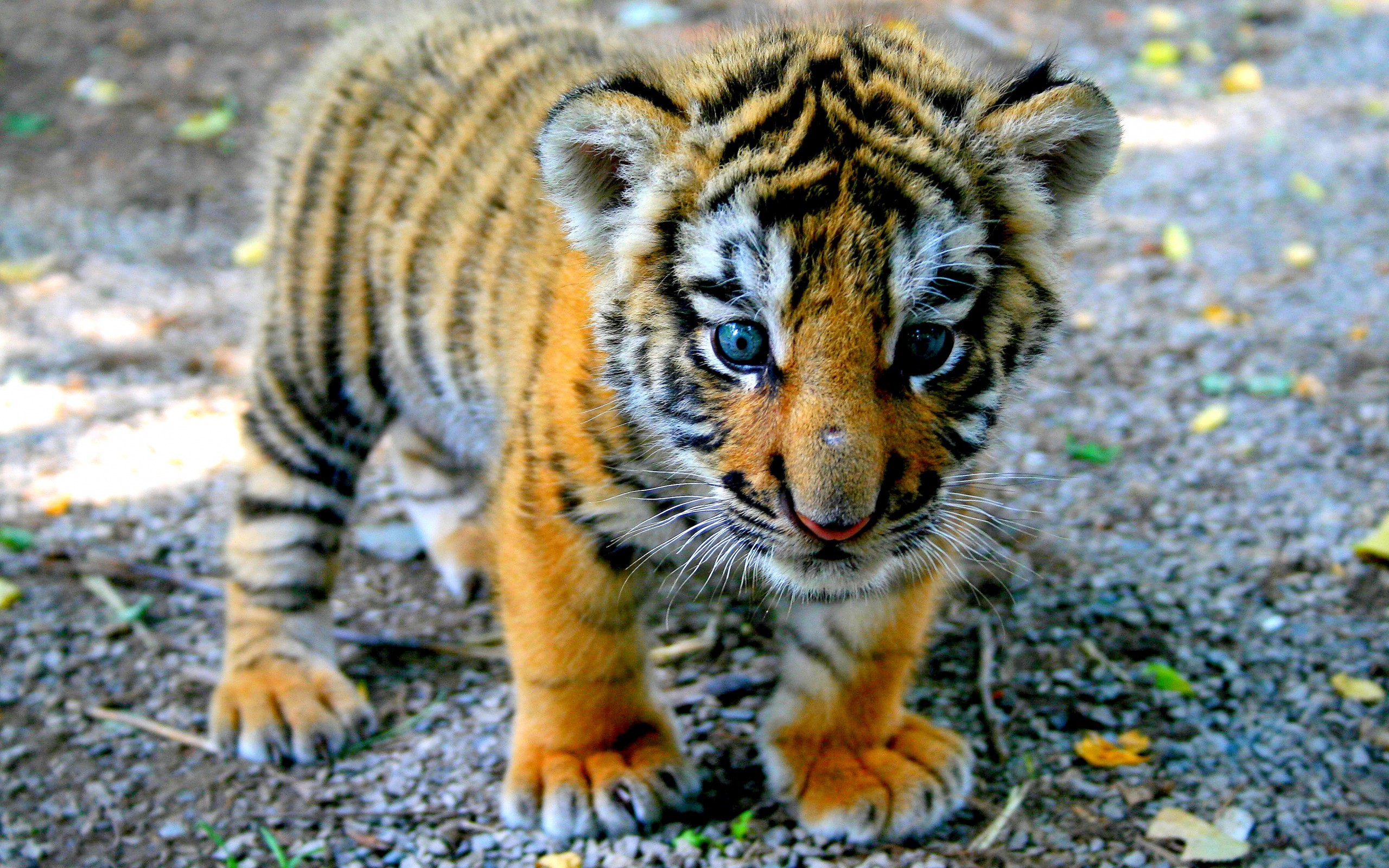 Tiger baby cub wallpaper.