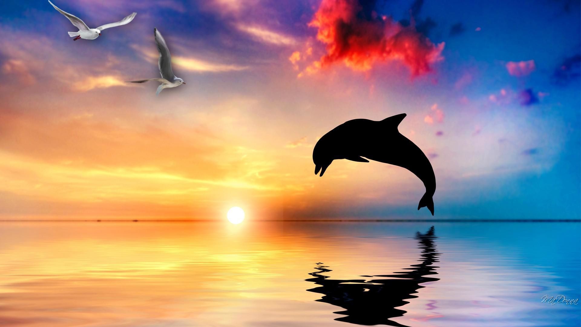 Bottlenose Dolphins HD Wallpaper 4 | Animals Wallpapers | Pinterest |  Bottlenose dolphin, Dolphin hd and Hd wallpaper