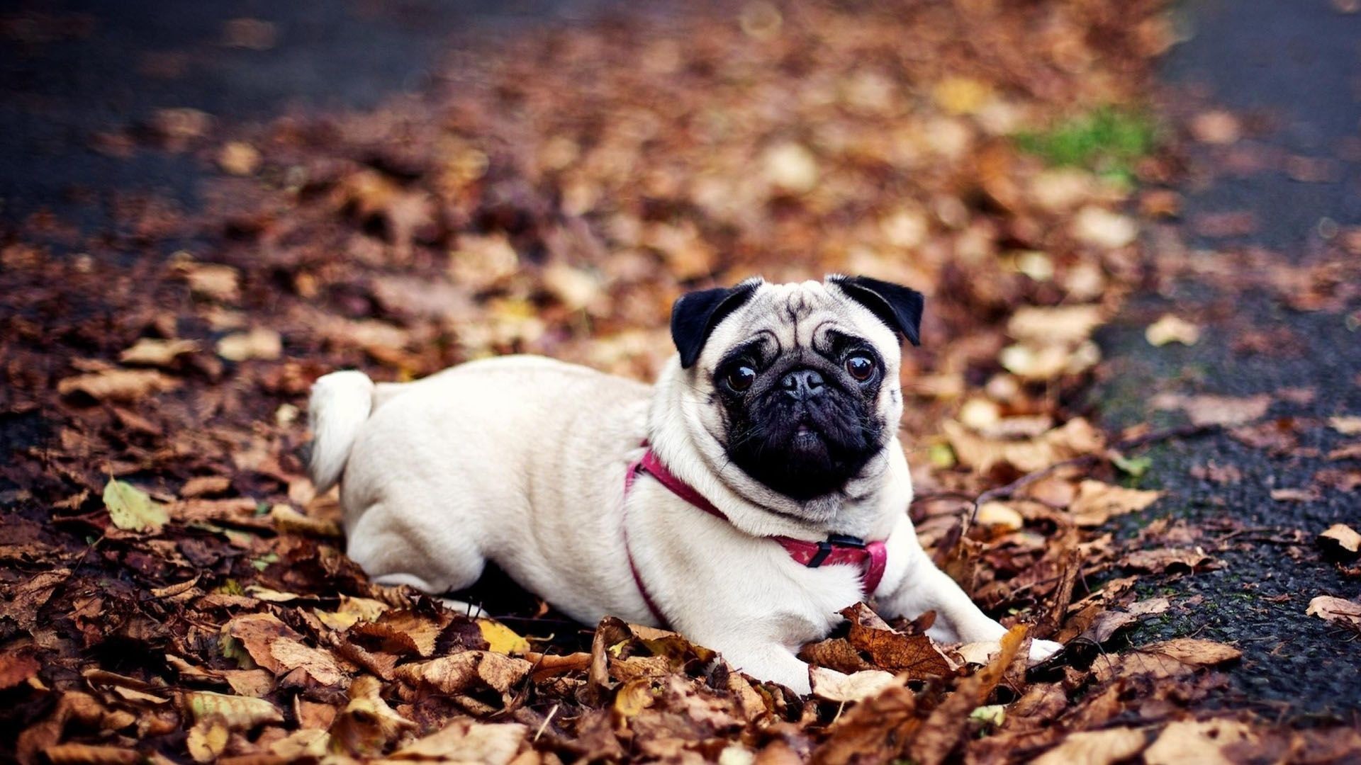 Pug hd wallpaper cute desktop background hd wallpapers of pug dog free