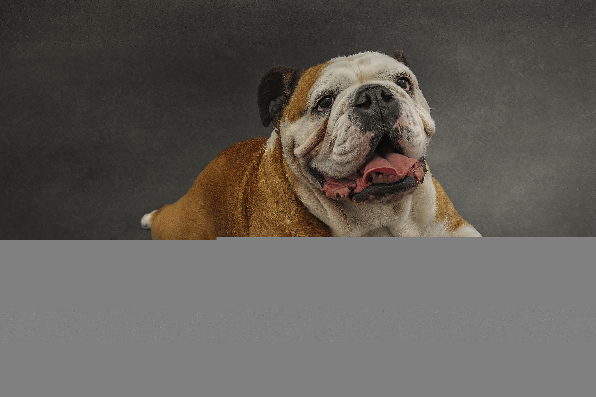 Wallpaper dog, eyes, friend, british bulldog wallpapers dog – download