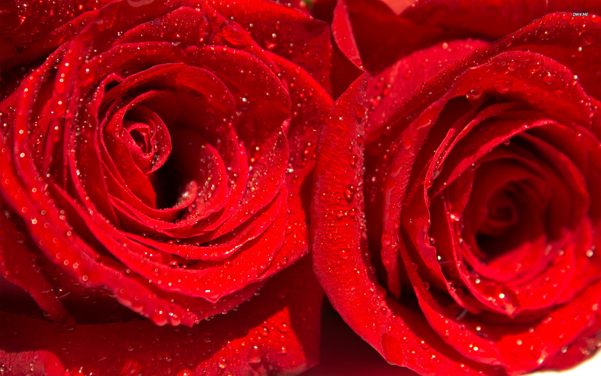 Red Rose With Water Drops Wallpaper 2016Ã1172 Rose With Water Drops  Wallpapers (39