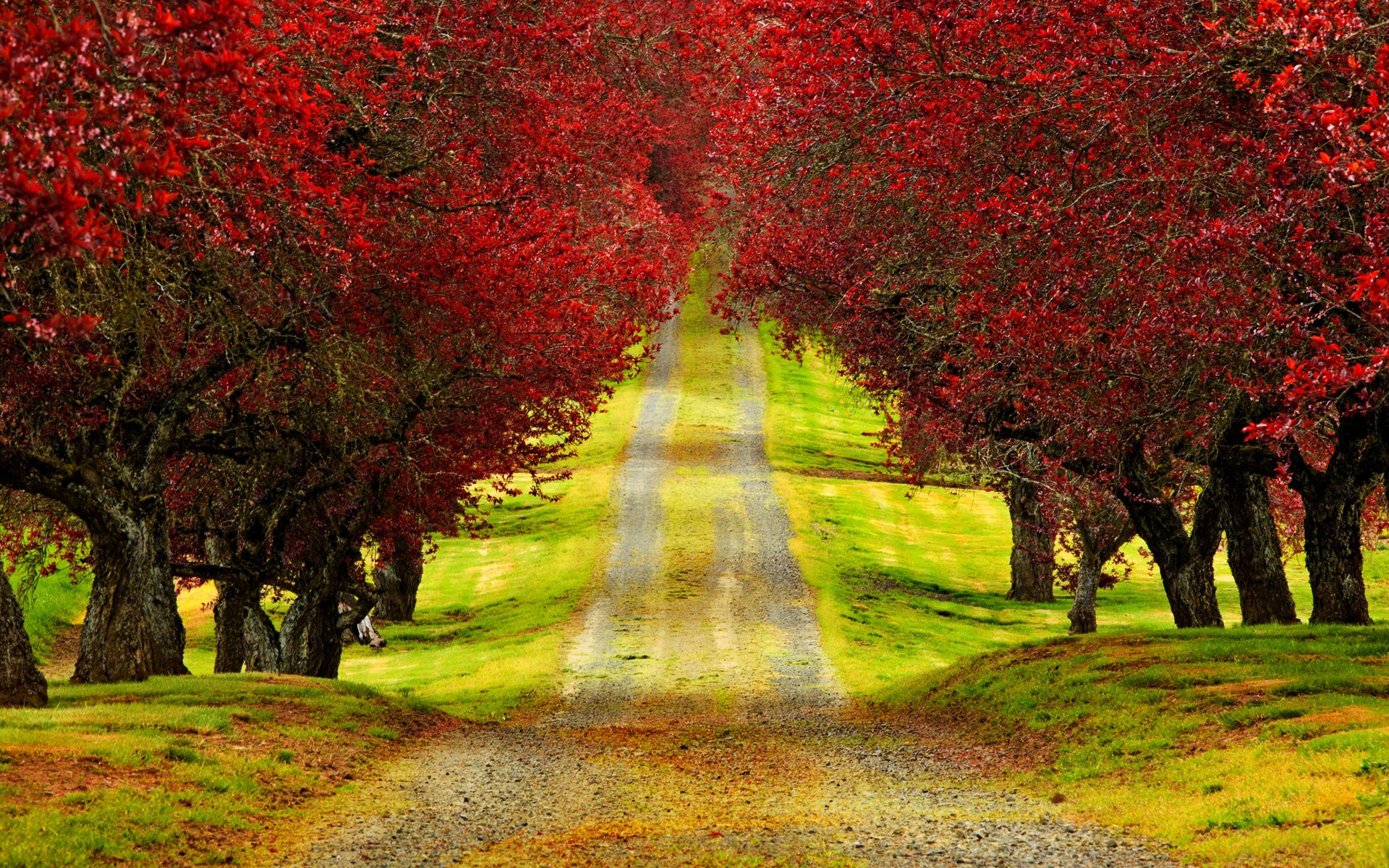 Amazing Roads with Trees Red Trees Autumn Road HD Wallpaper