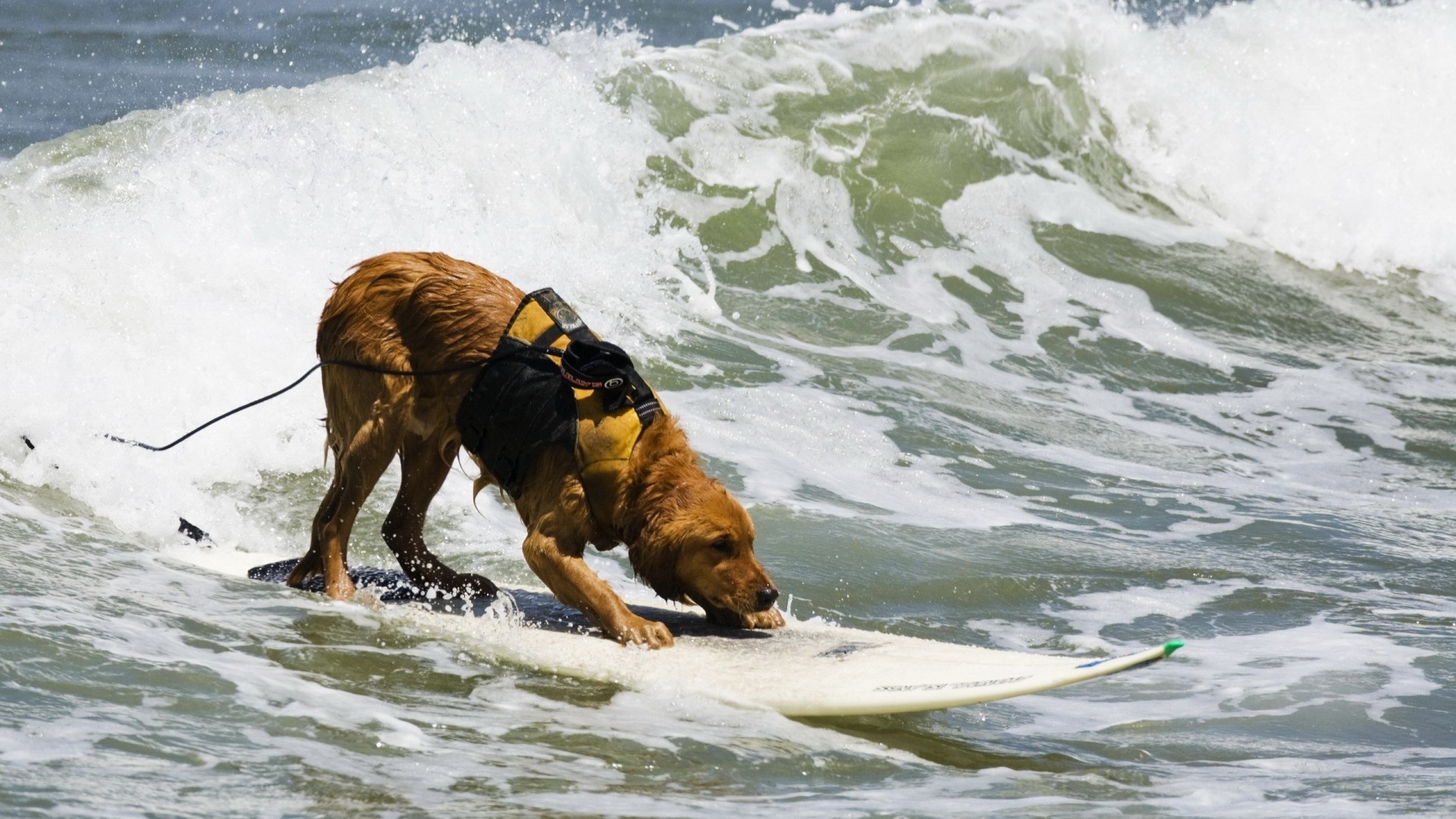 Preview wallpaper dog, surfing, water, waves, sea, surf 1920×1080