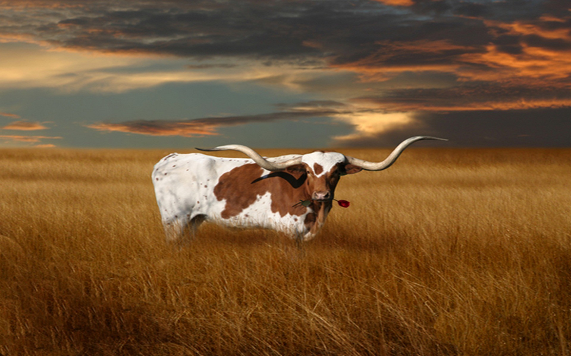 Texas longhorn Vektorgrafik – ForWallpaper.com
