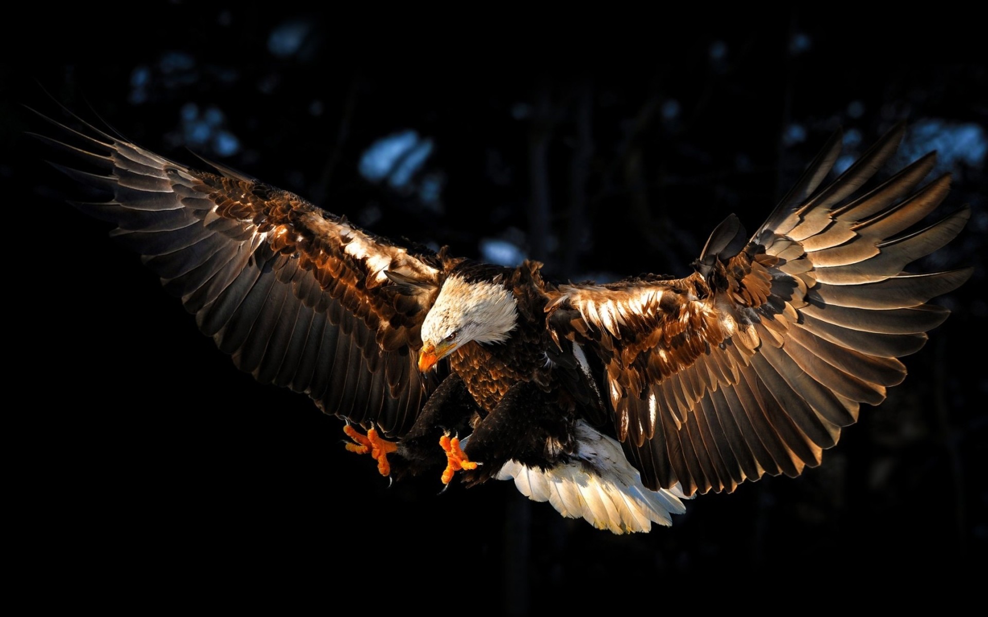 Top 25+ best Eagle wallpaper ideas on Pinterest | Eagles, American eagle  flights and Bald eagle