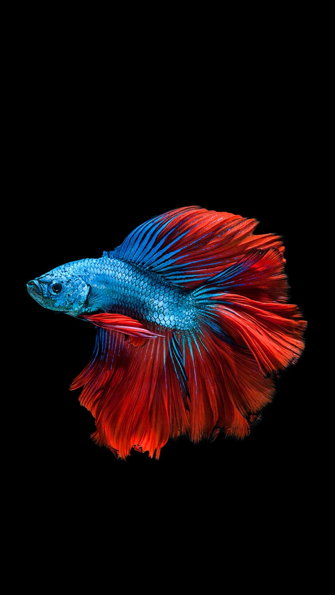 Fish Â· Fish Â· Fish WallpaperIphone …