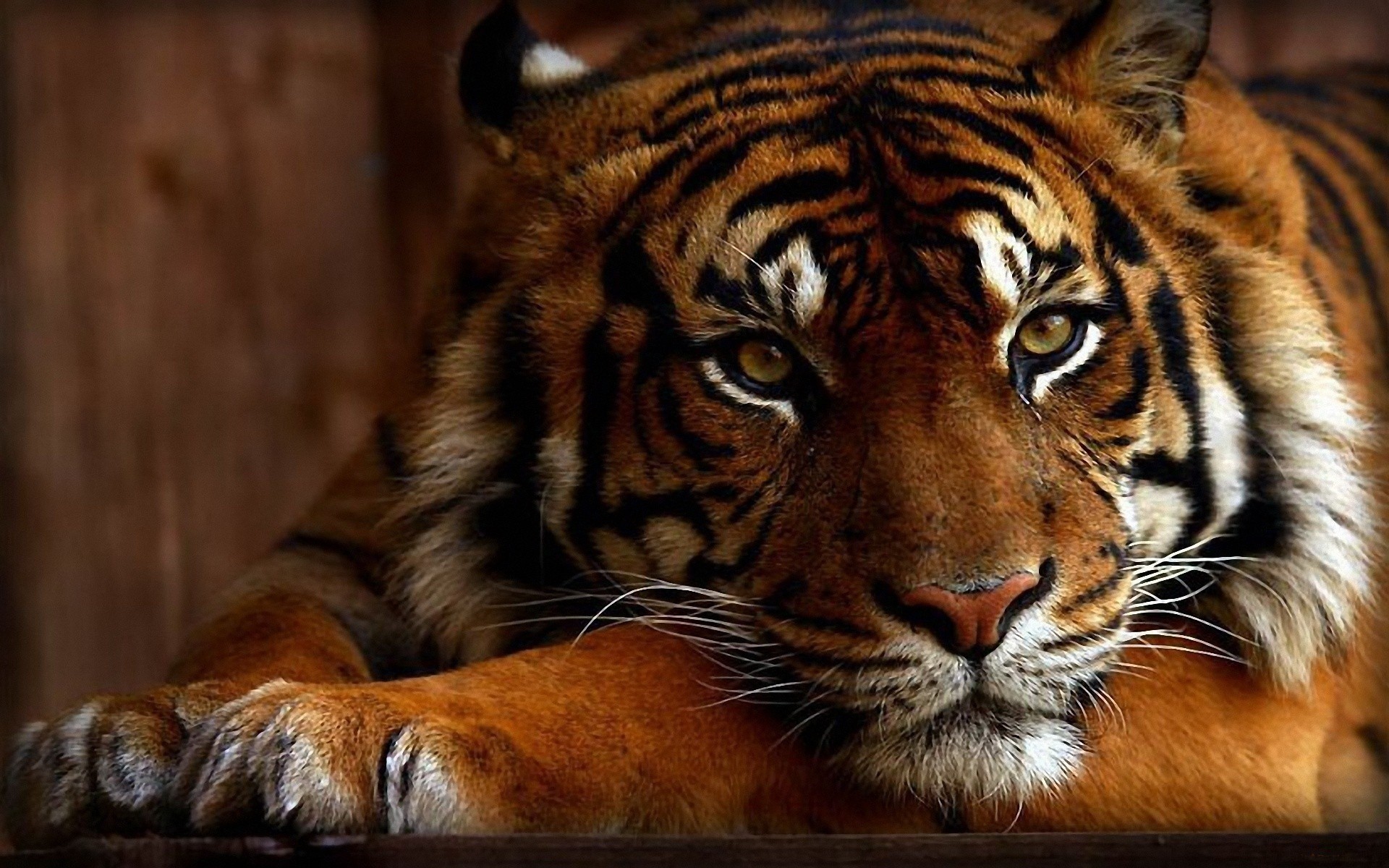 Tiger Wallpaper 3D Picture | Animals Wallpapers | Pinterest | 3D Wallpaper,  Wallpaper And 3D