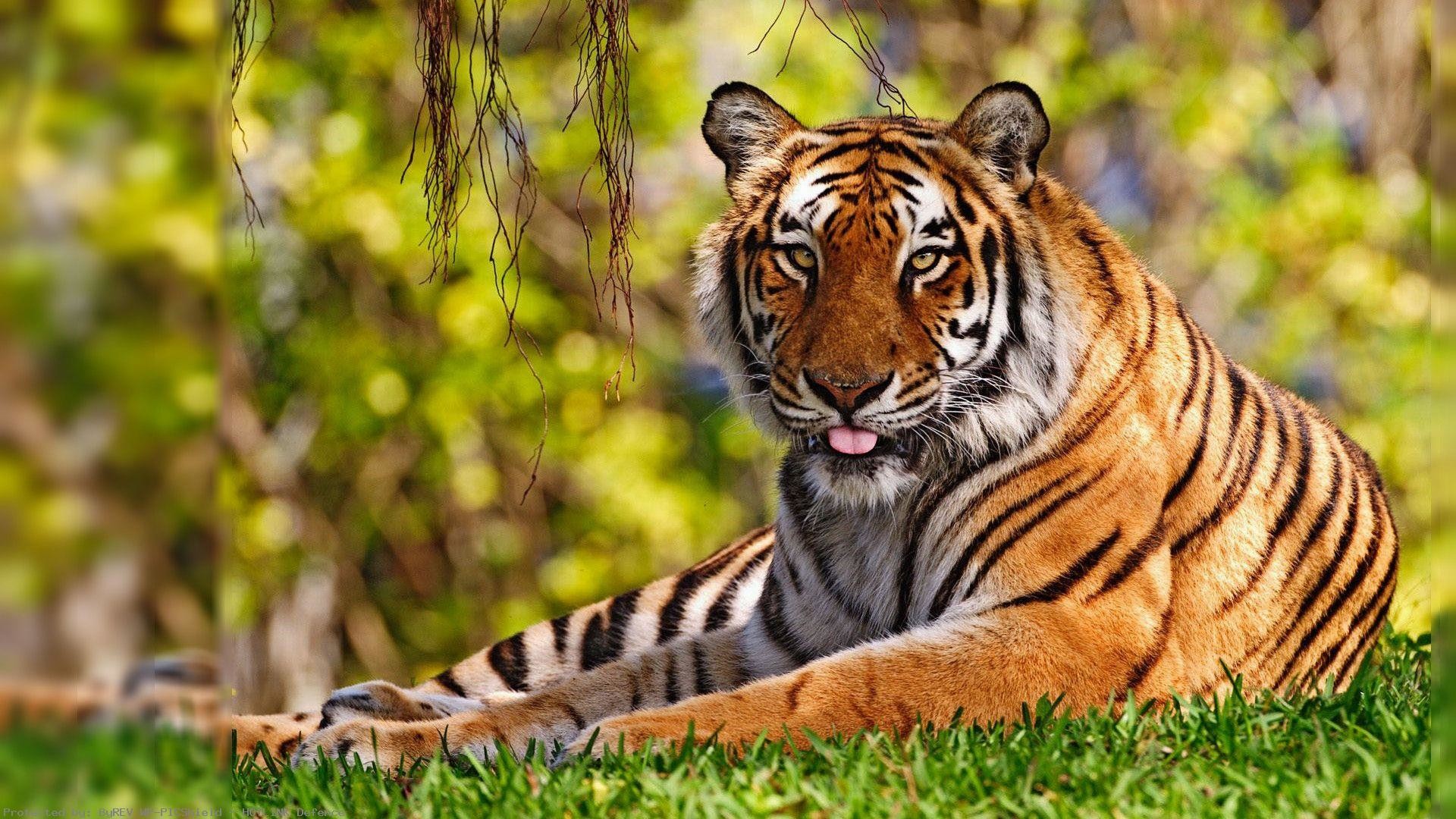 Best Bengal Tiger Pictures and wallpaper wp6003413