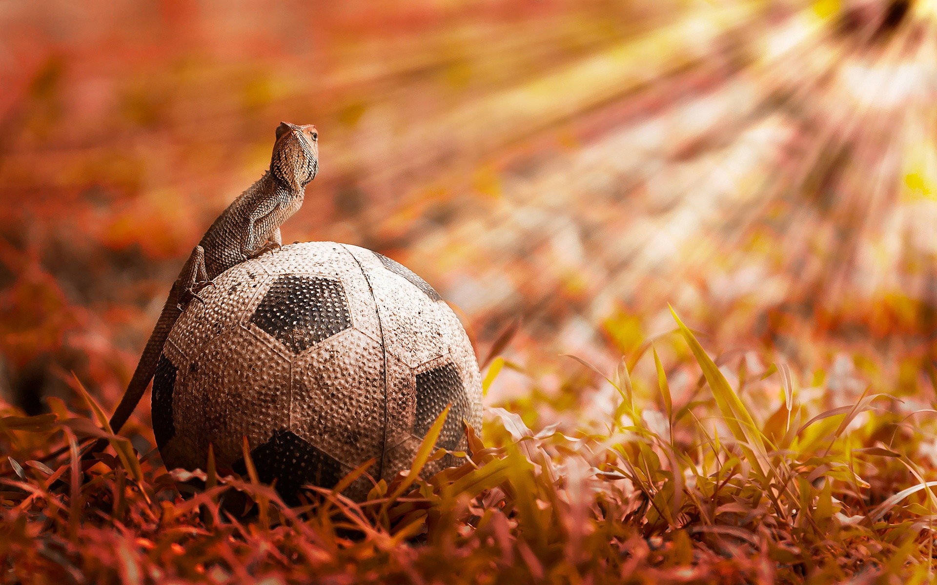 Download and View Full Size Photo. This Chameleon Sitting Over Soccer Ball  …